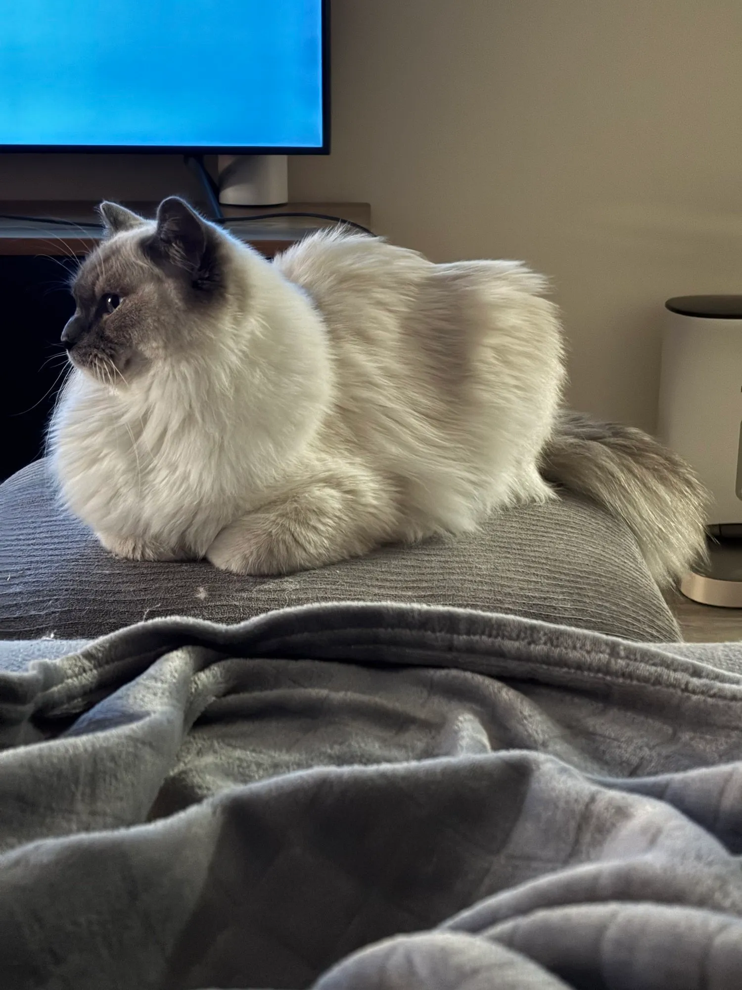 A memorable moment with a pet in our care (71)