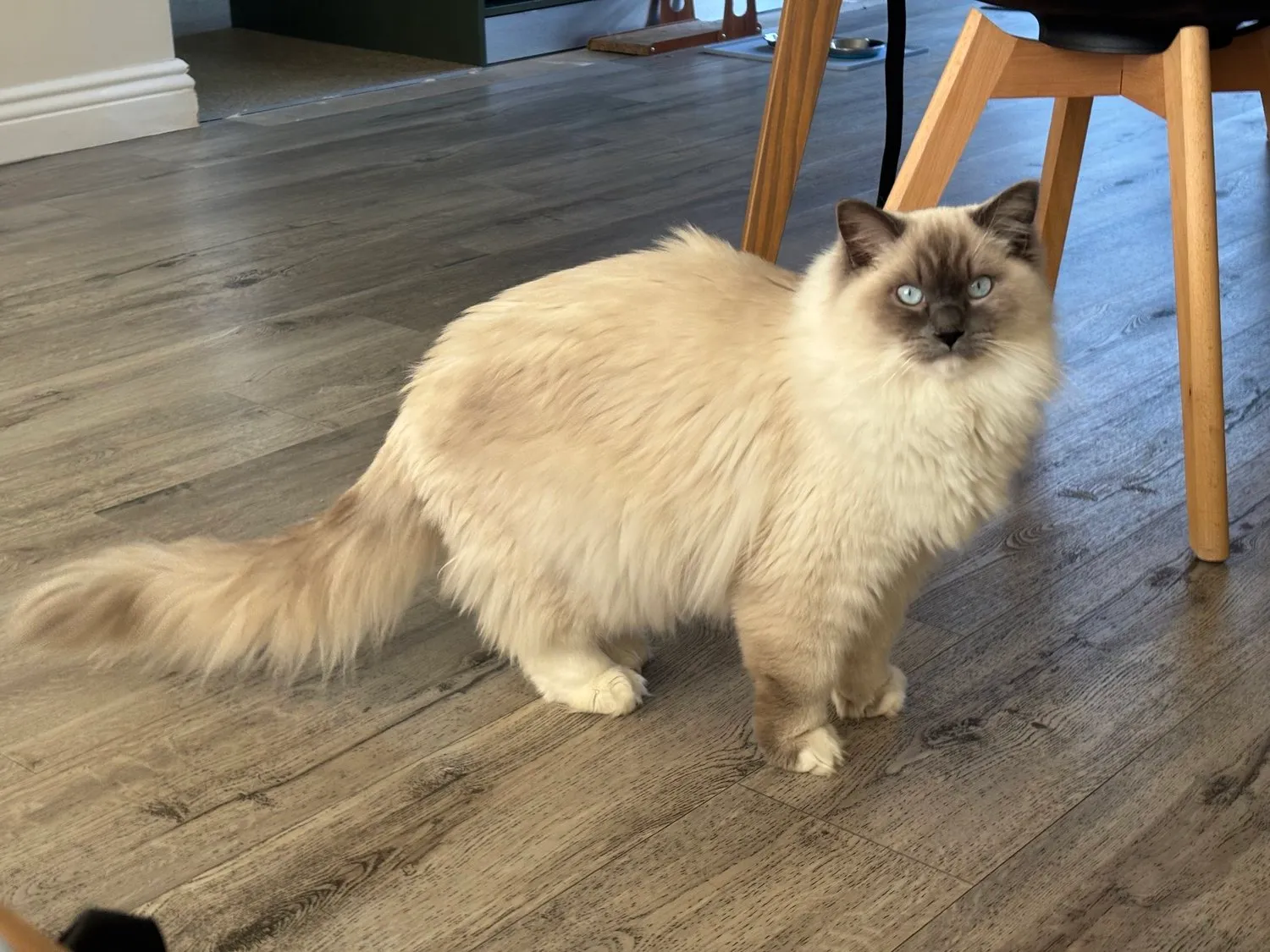 A memorable moment with a pet in our care (75)