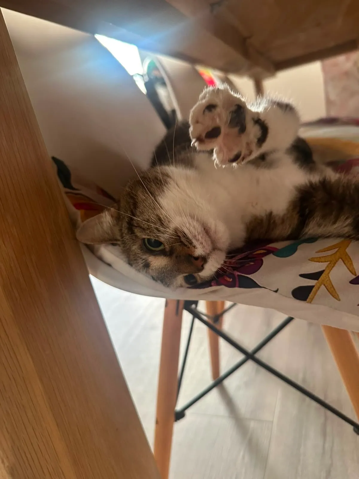 A memorable moment with a pet in our care (83)