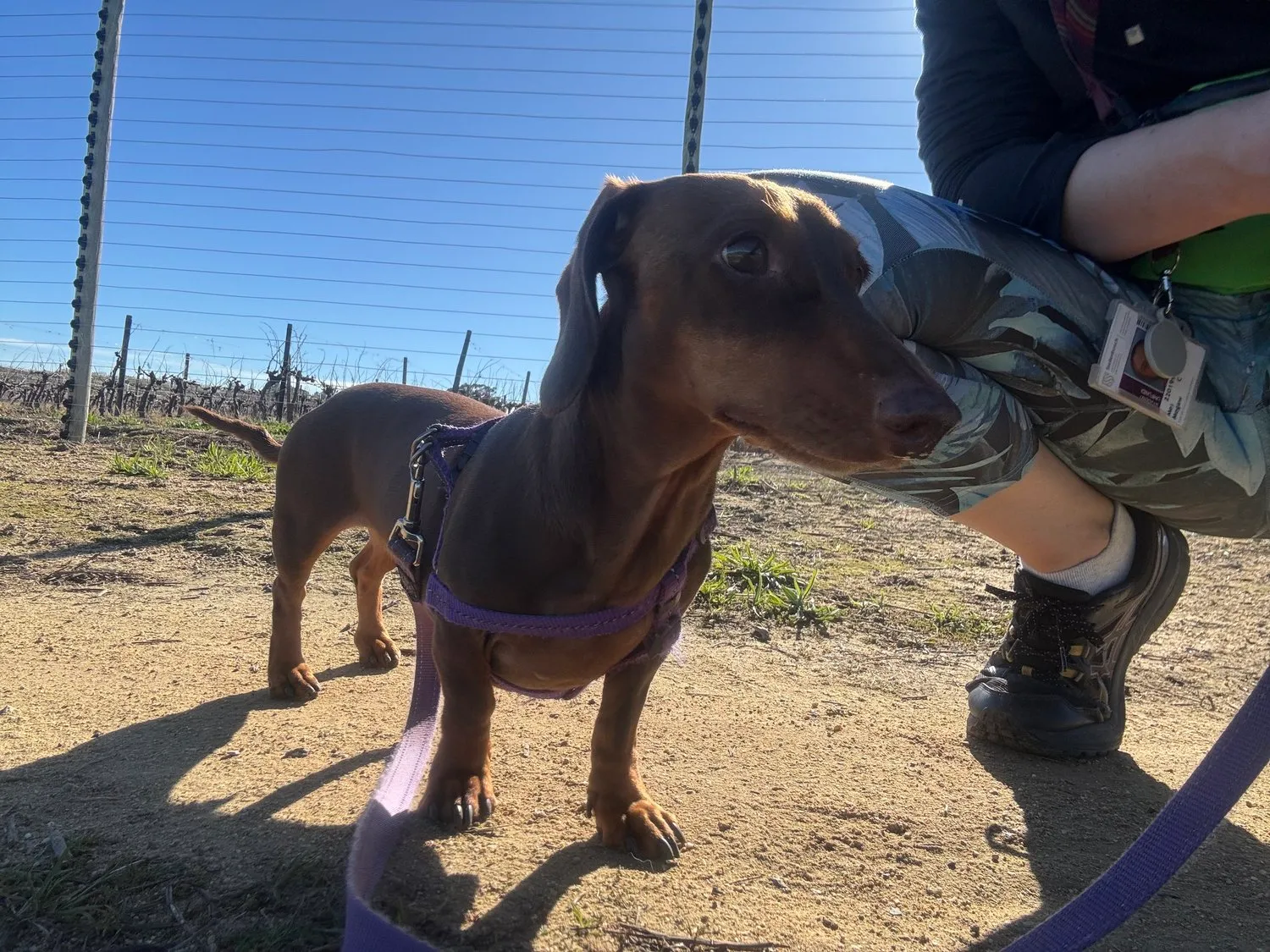 A memorable moment with a pet in our care (84)