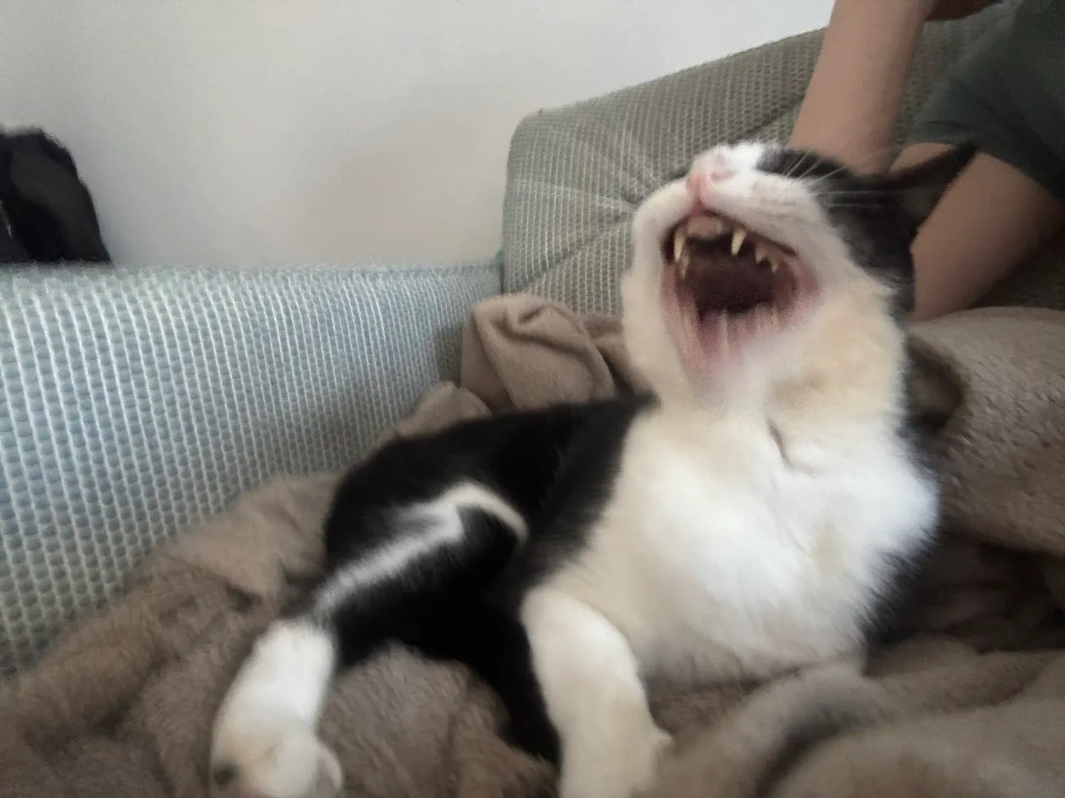 A memorable moment with a pet in our care (85)