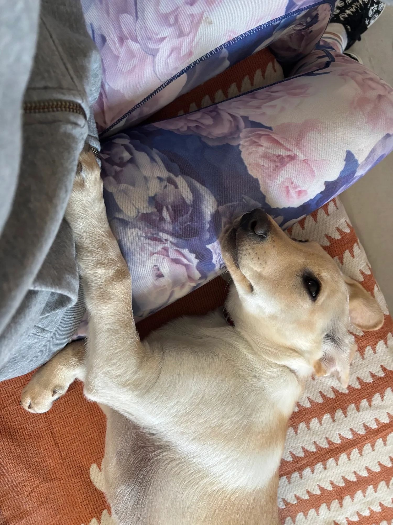 A memorable moment with a pet in our care (86)