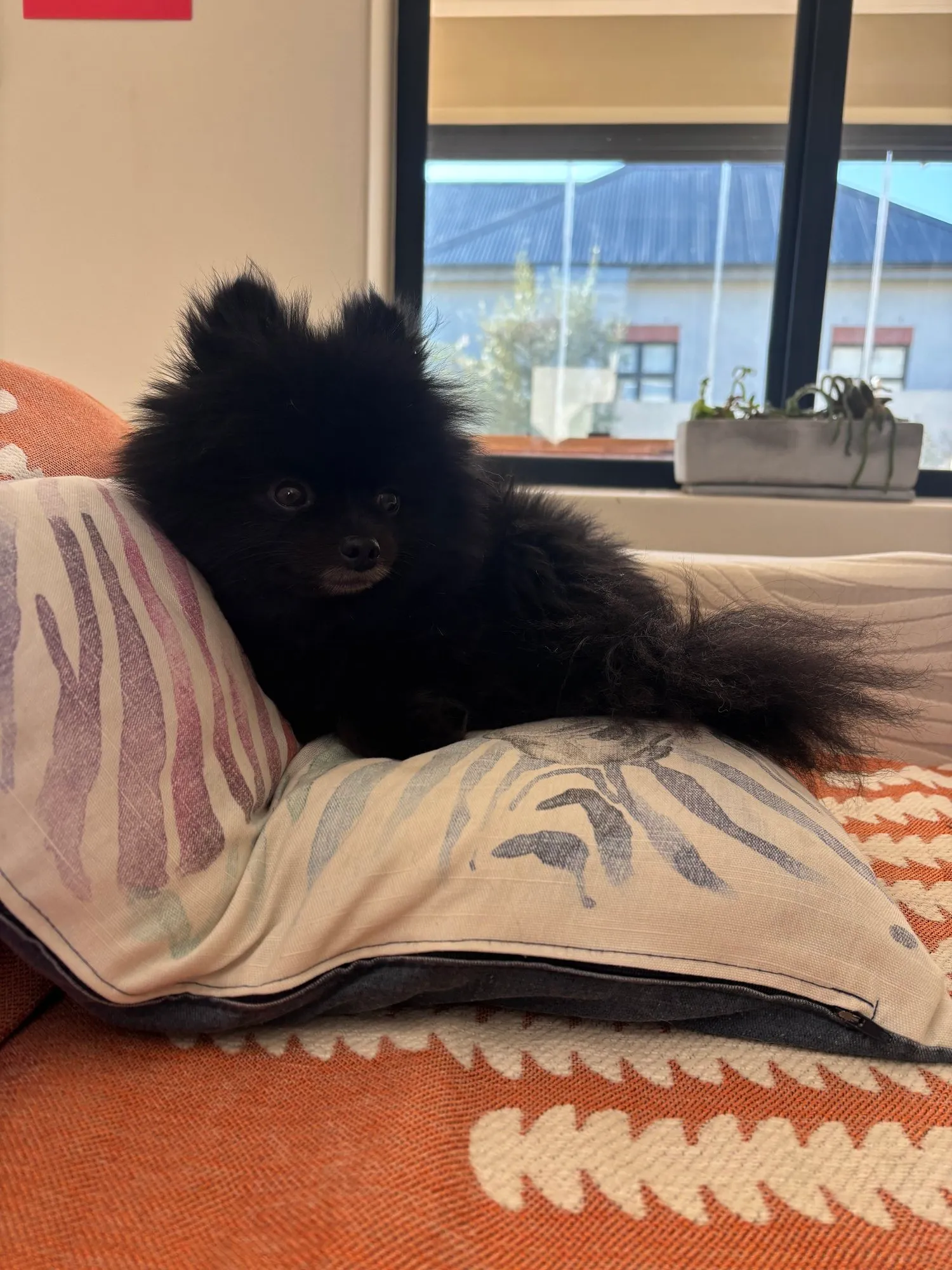 A memorable moment with a pet in our care (87)