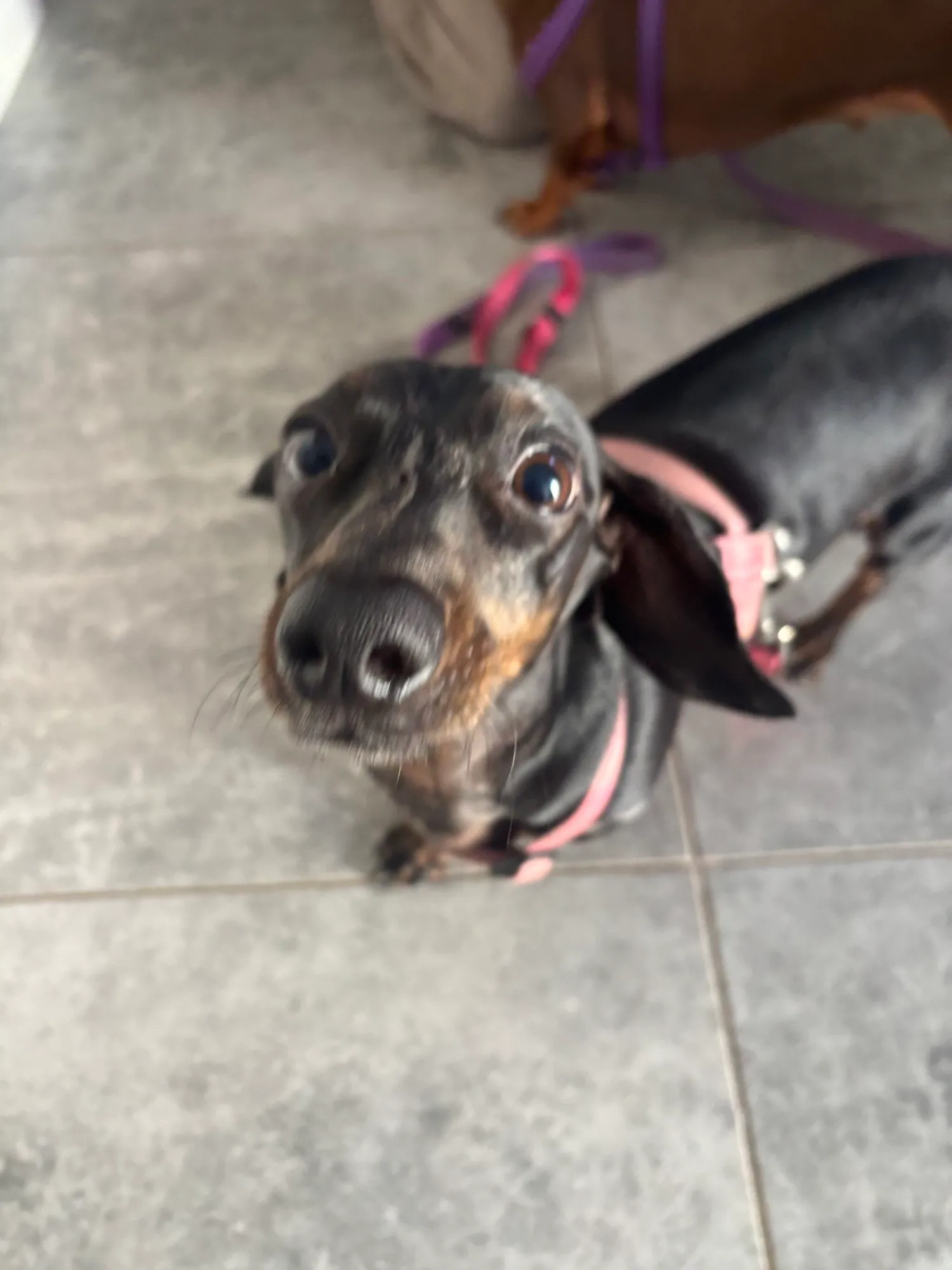 A memorable moment with a pet in our care (88)