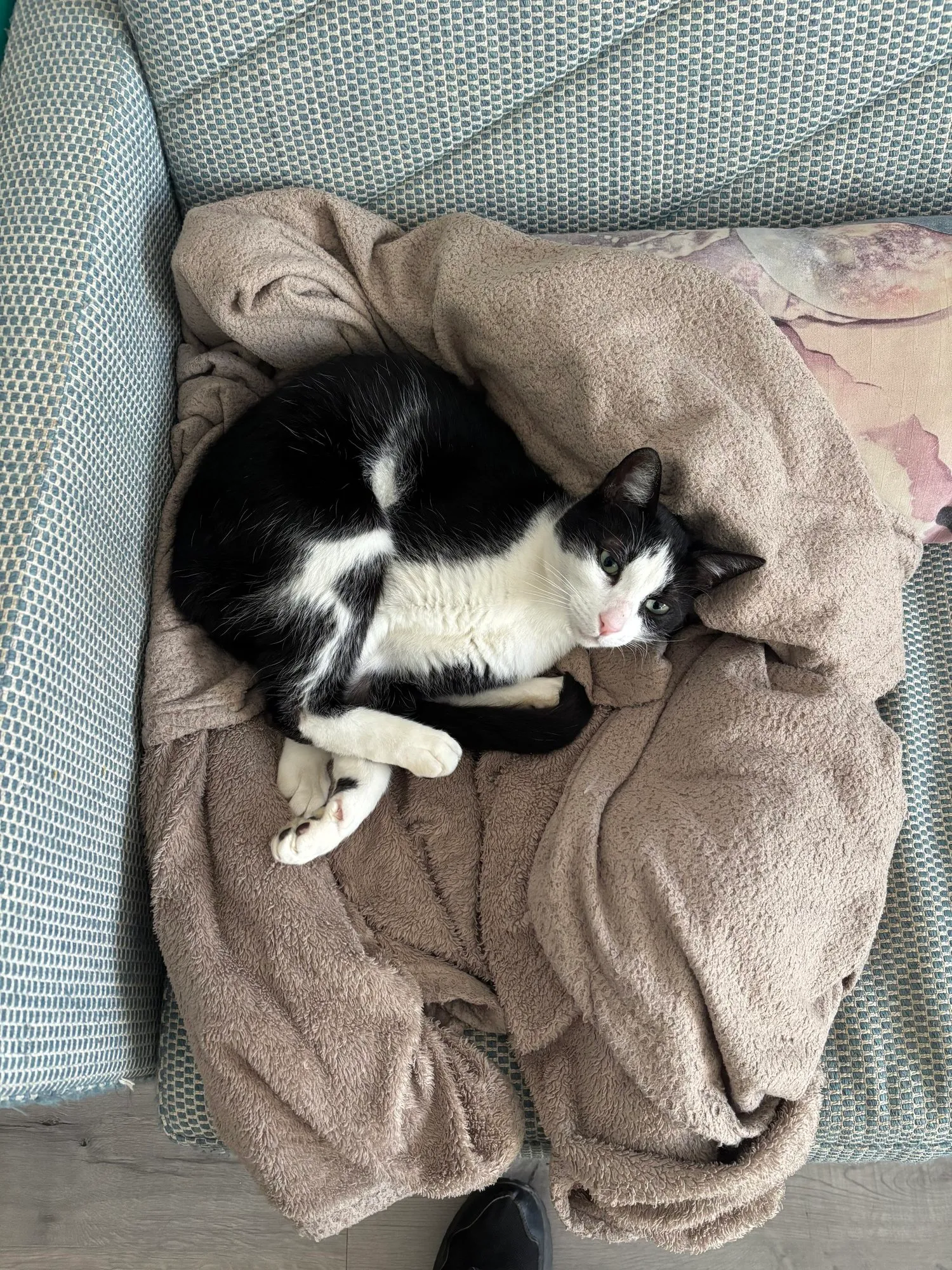 A memorable moment with a pet in our care (89)