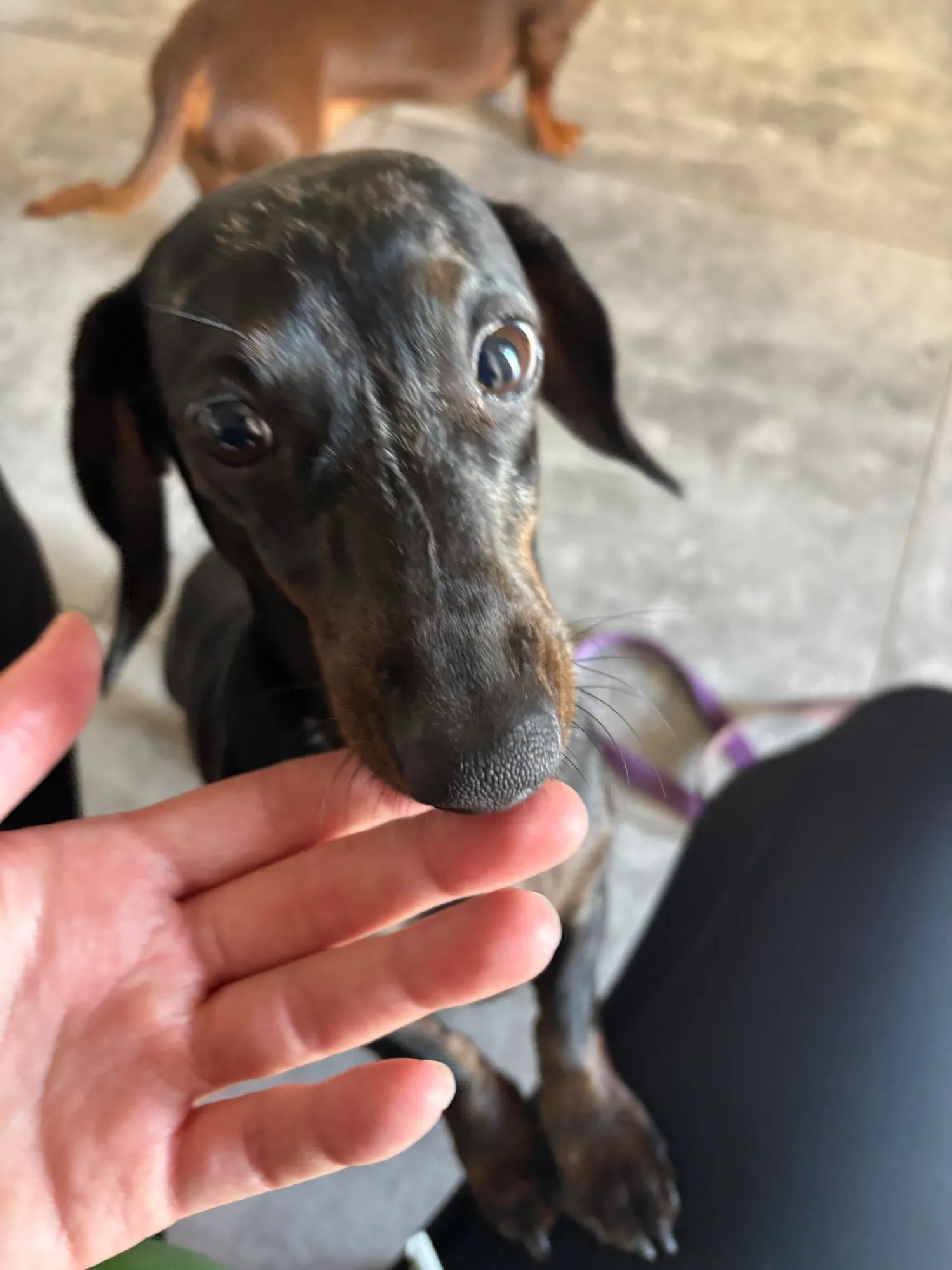 A memorable moment with a pet in our care (91)
