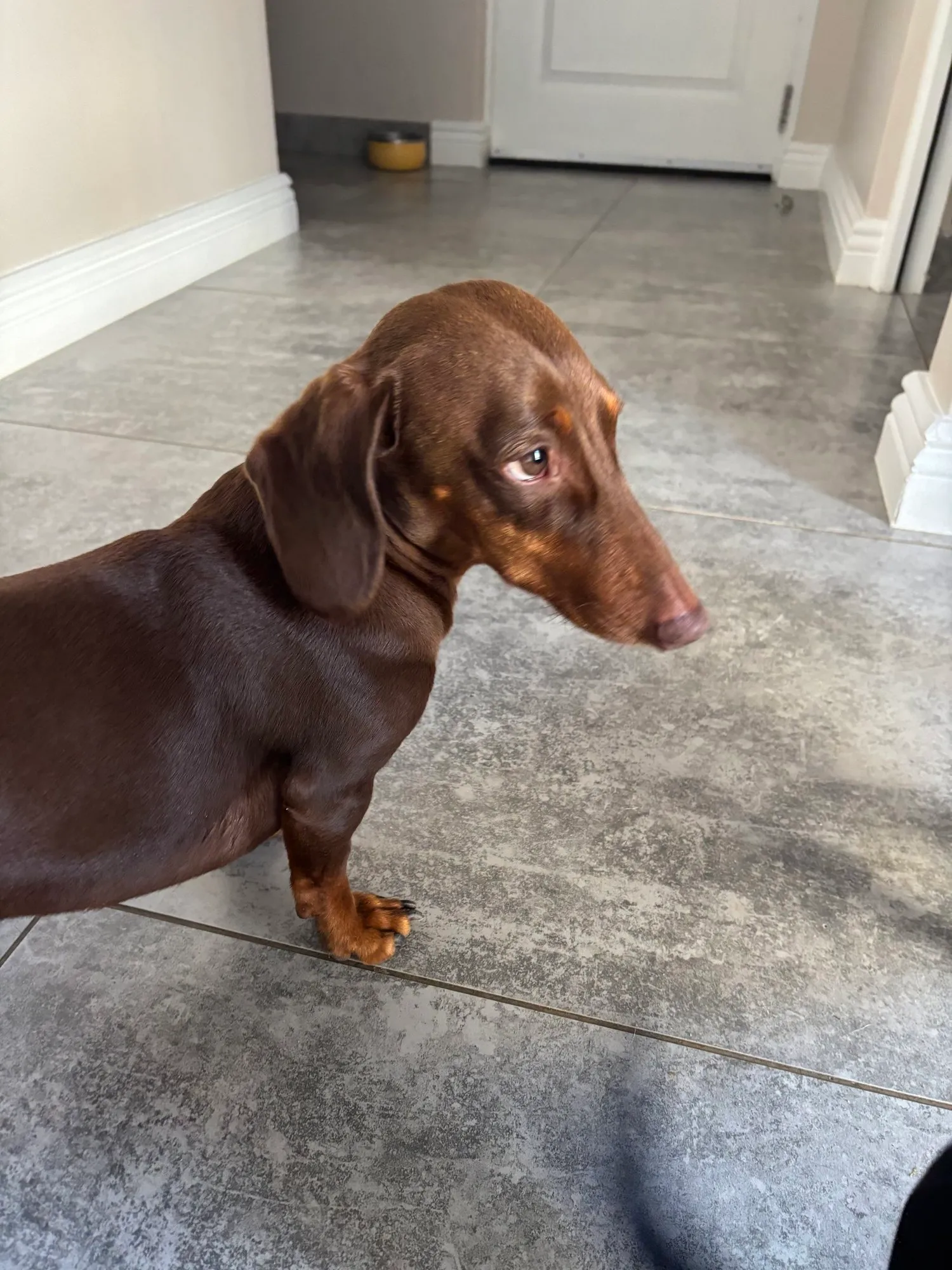 A memorable moment with a pet in our care (92)