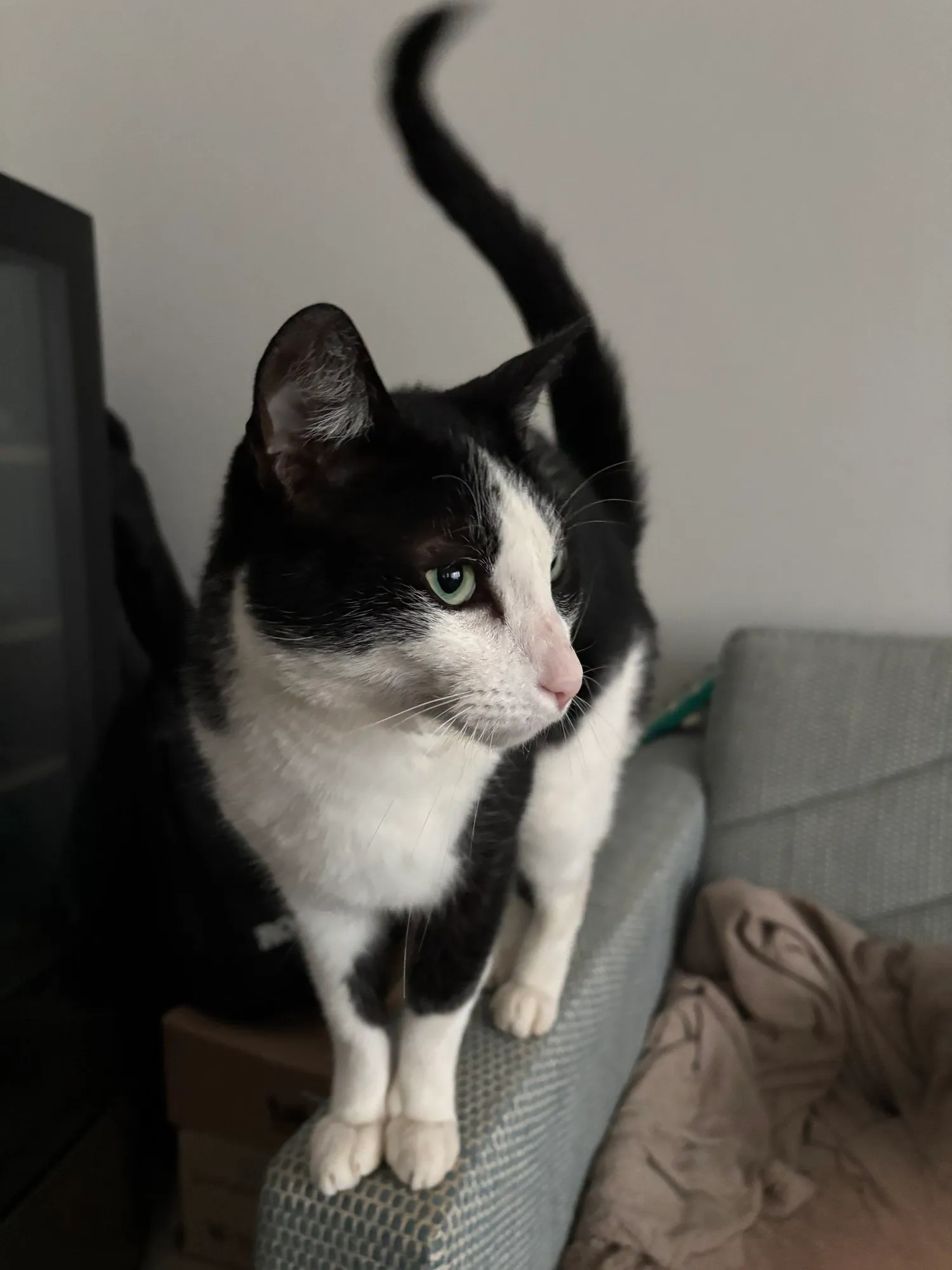 A memorable moment with a pet in our care (93)