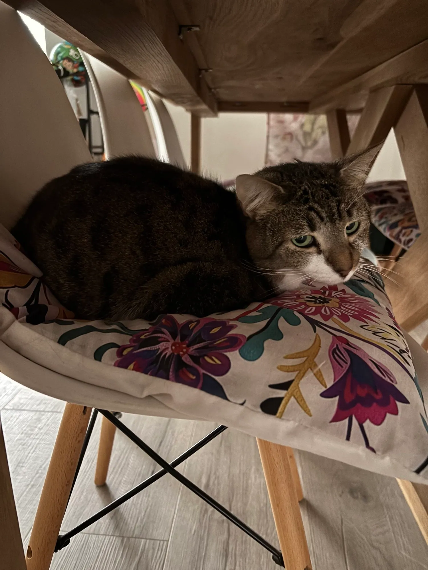 A memorable moment with a pet in our care (94)