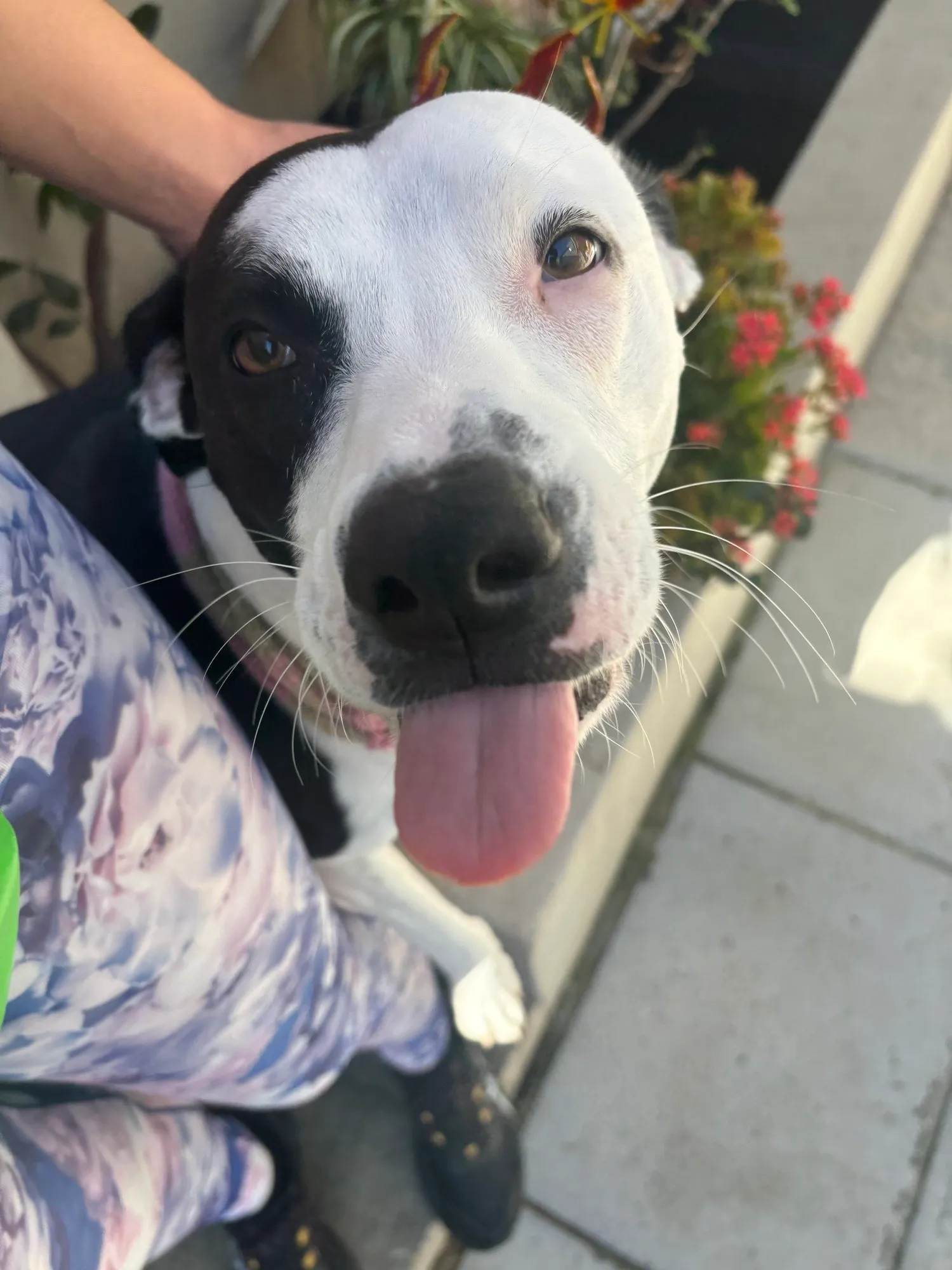A memorable moment with a pet in our care (95)