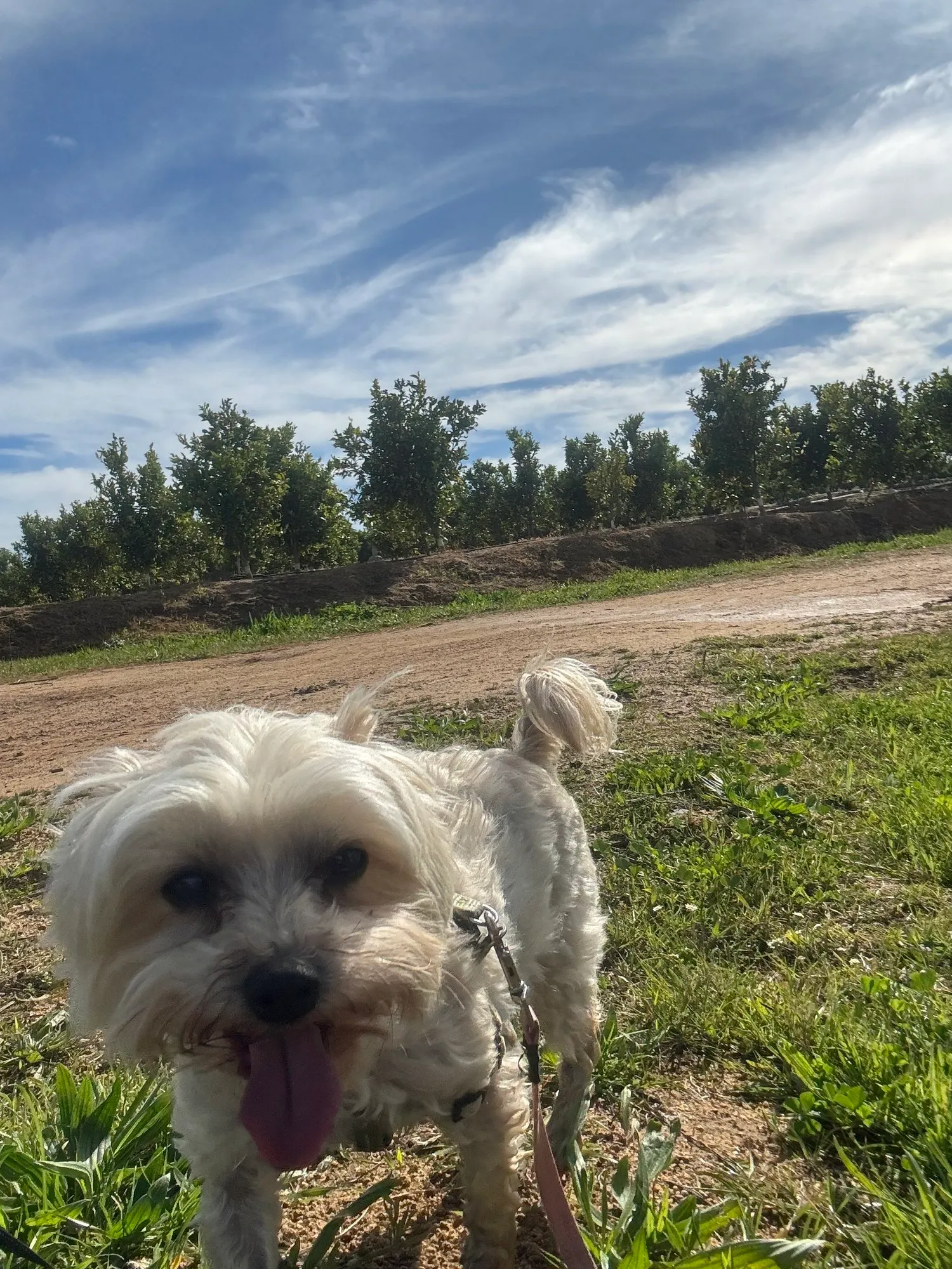 A memorable moment with a pet in our care (100)