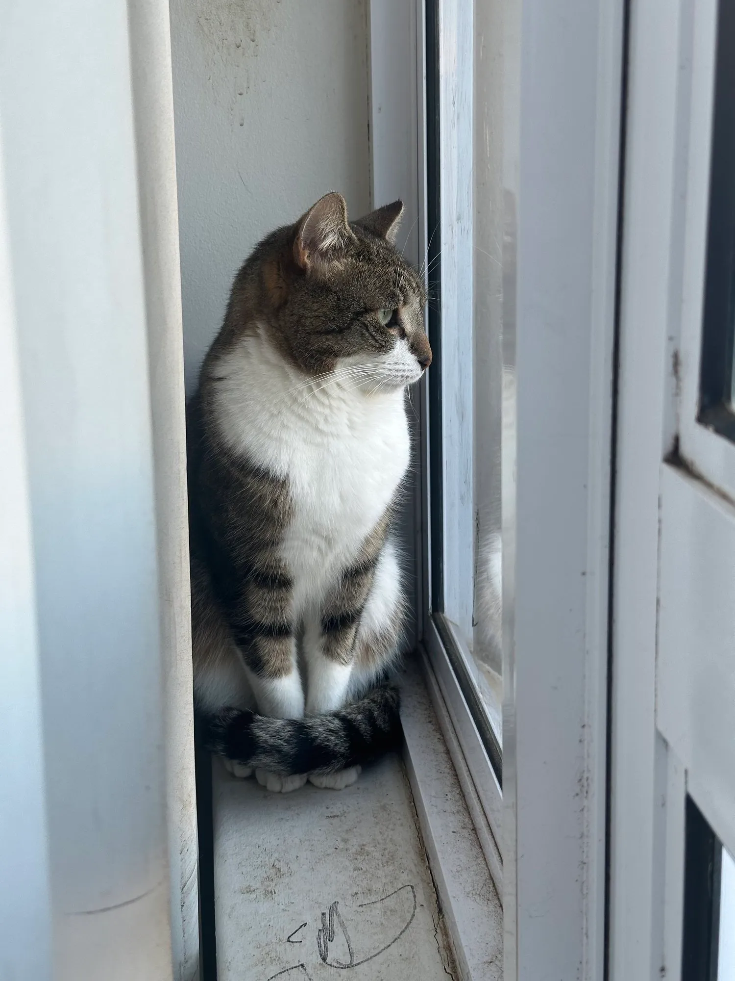 A memorable moment with a pet in our care (102)