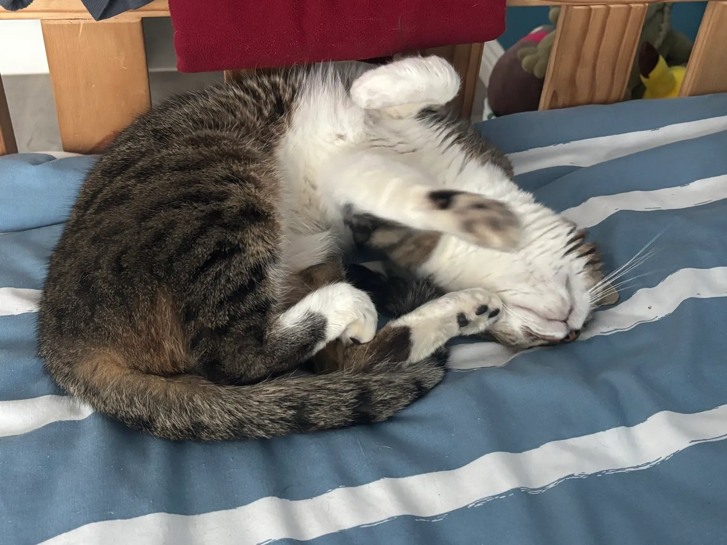 A memorable moment with a pet in our care (104)