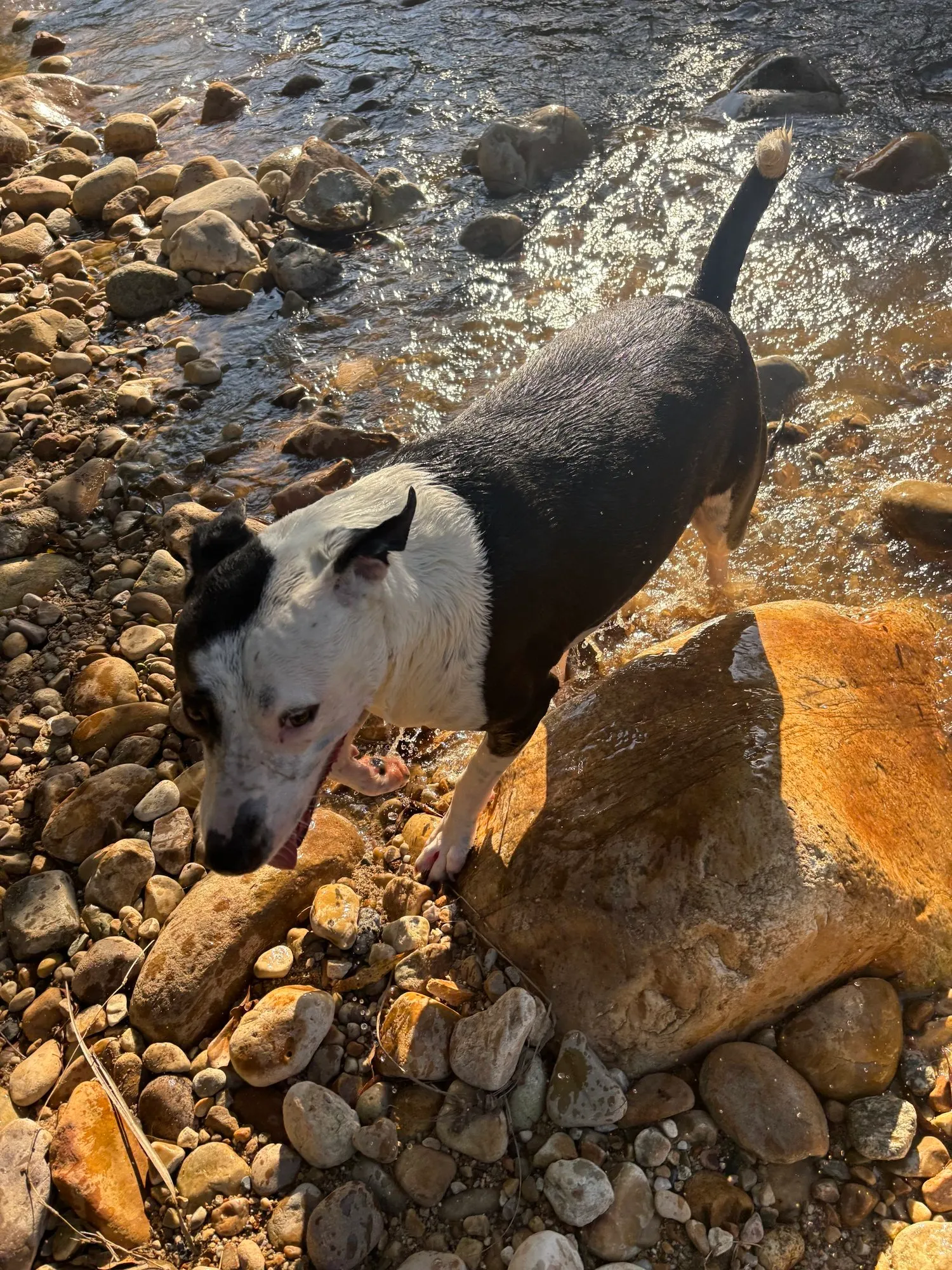 A memorable moment with a pet in our care (106)