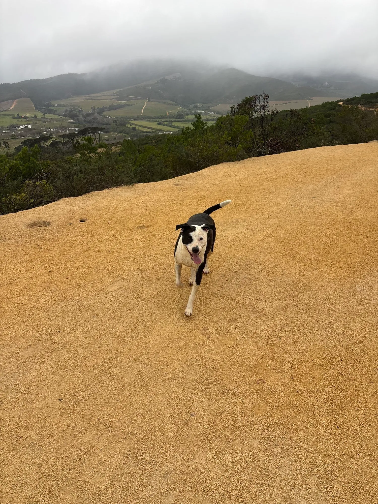 A memorable moment with a pet in our care (108)