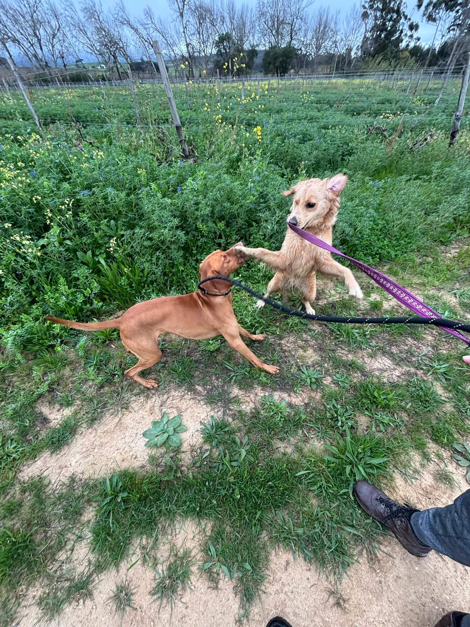 A memorable moment with a pet in our care (109)