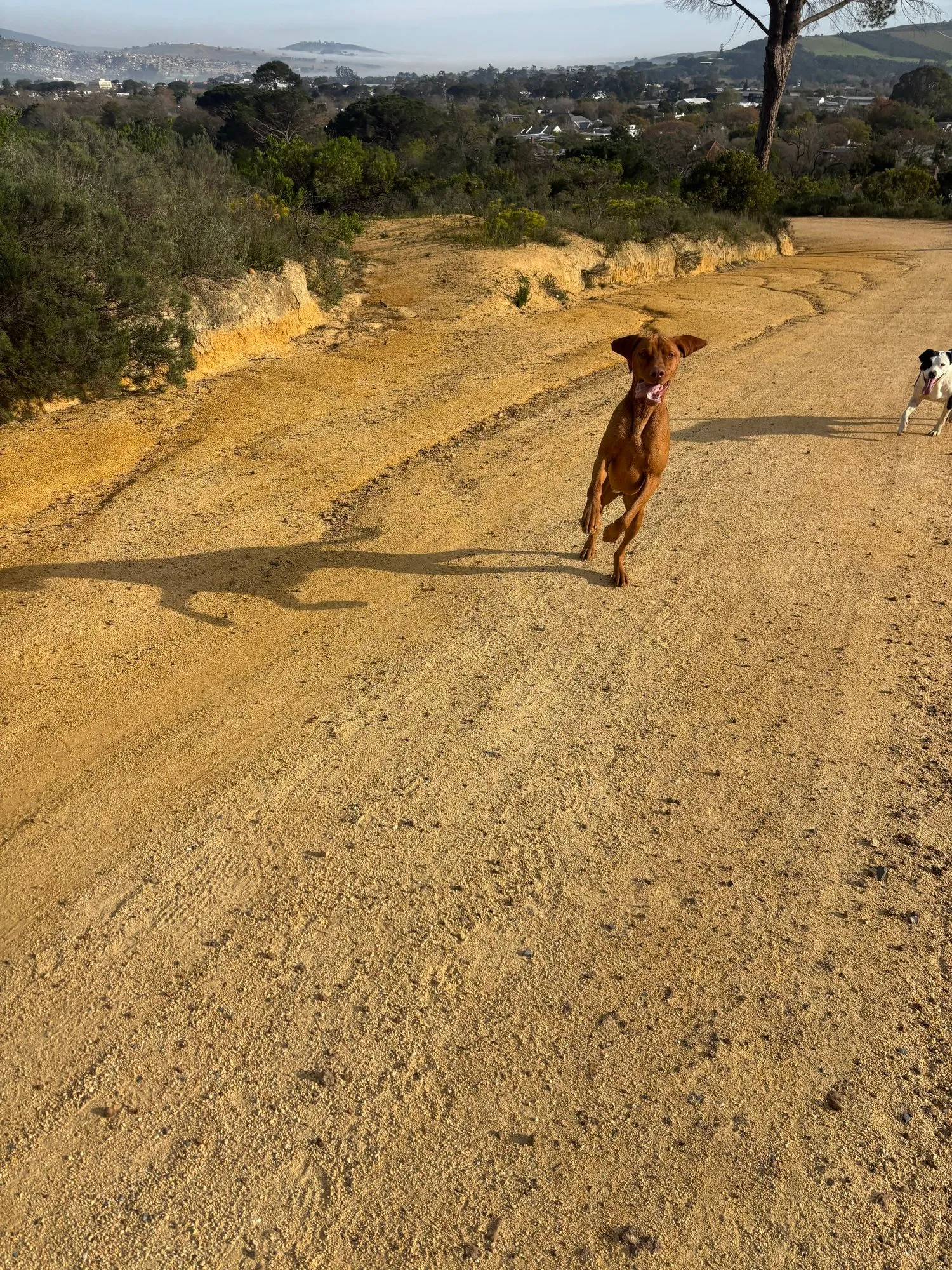 A memorable moment with a pet in our care (113)