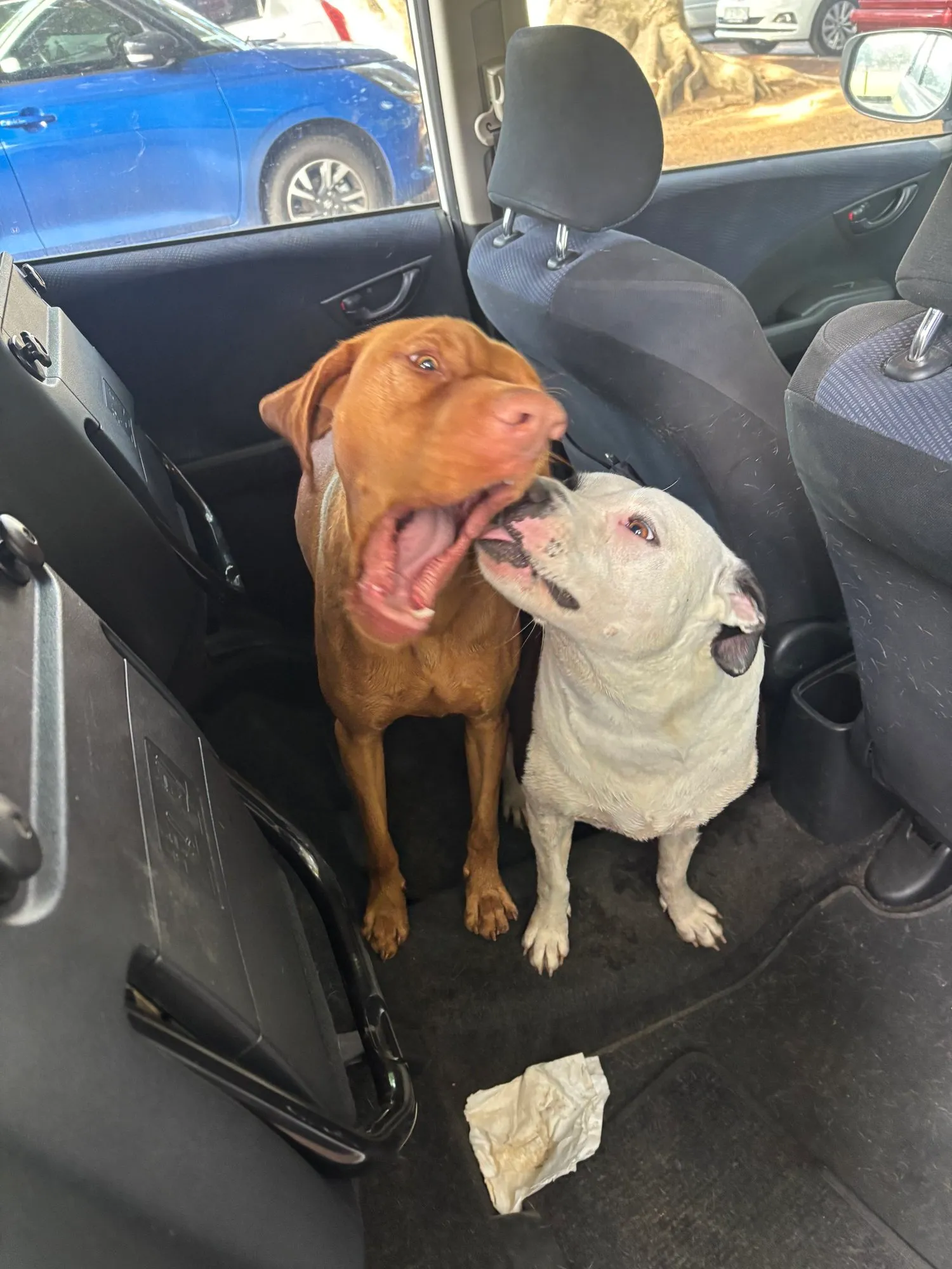 A memorable moment with a pet in our care (114)