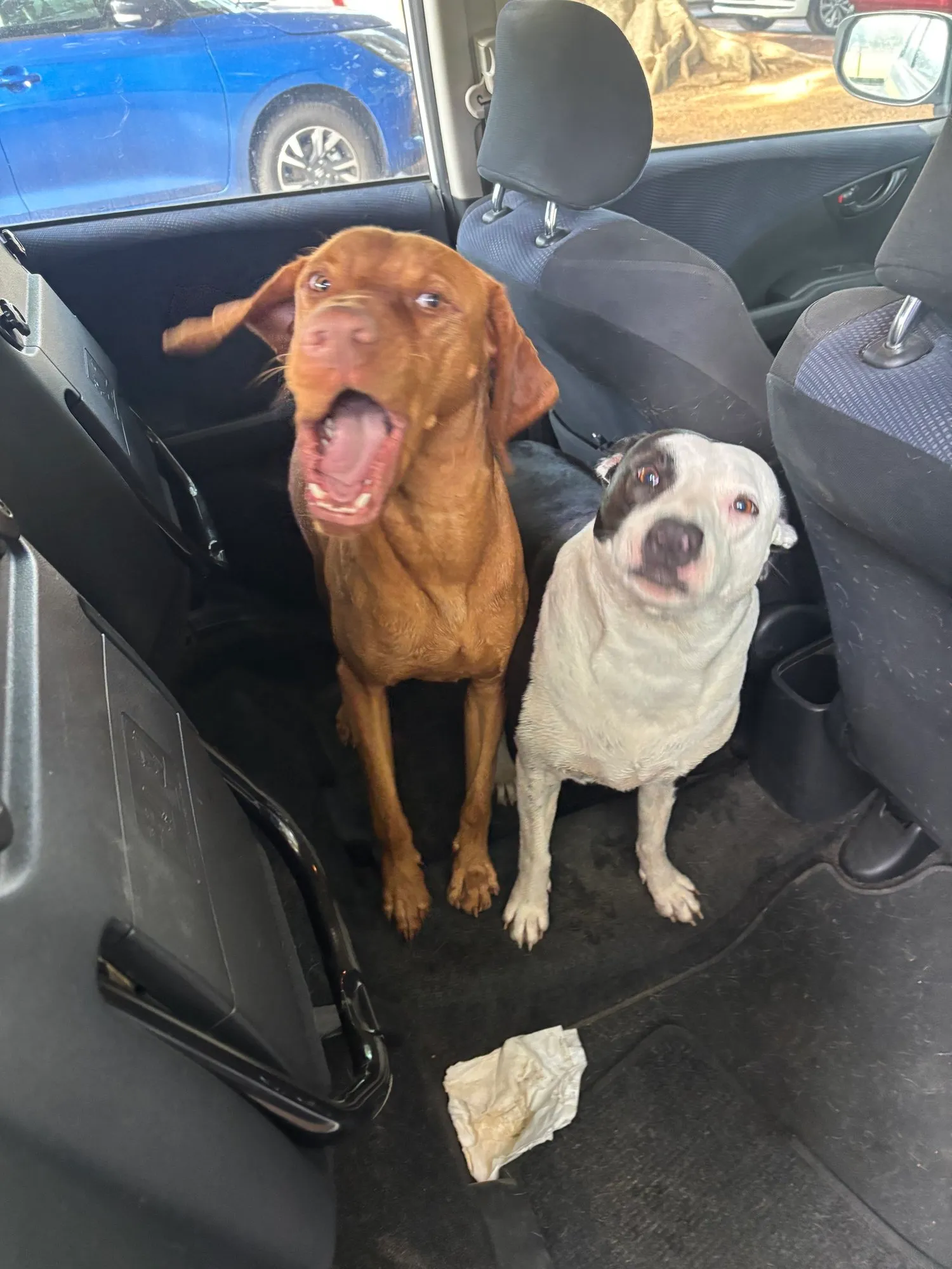 A memorable moment with a pet in our care (115)
