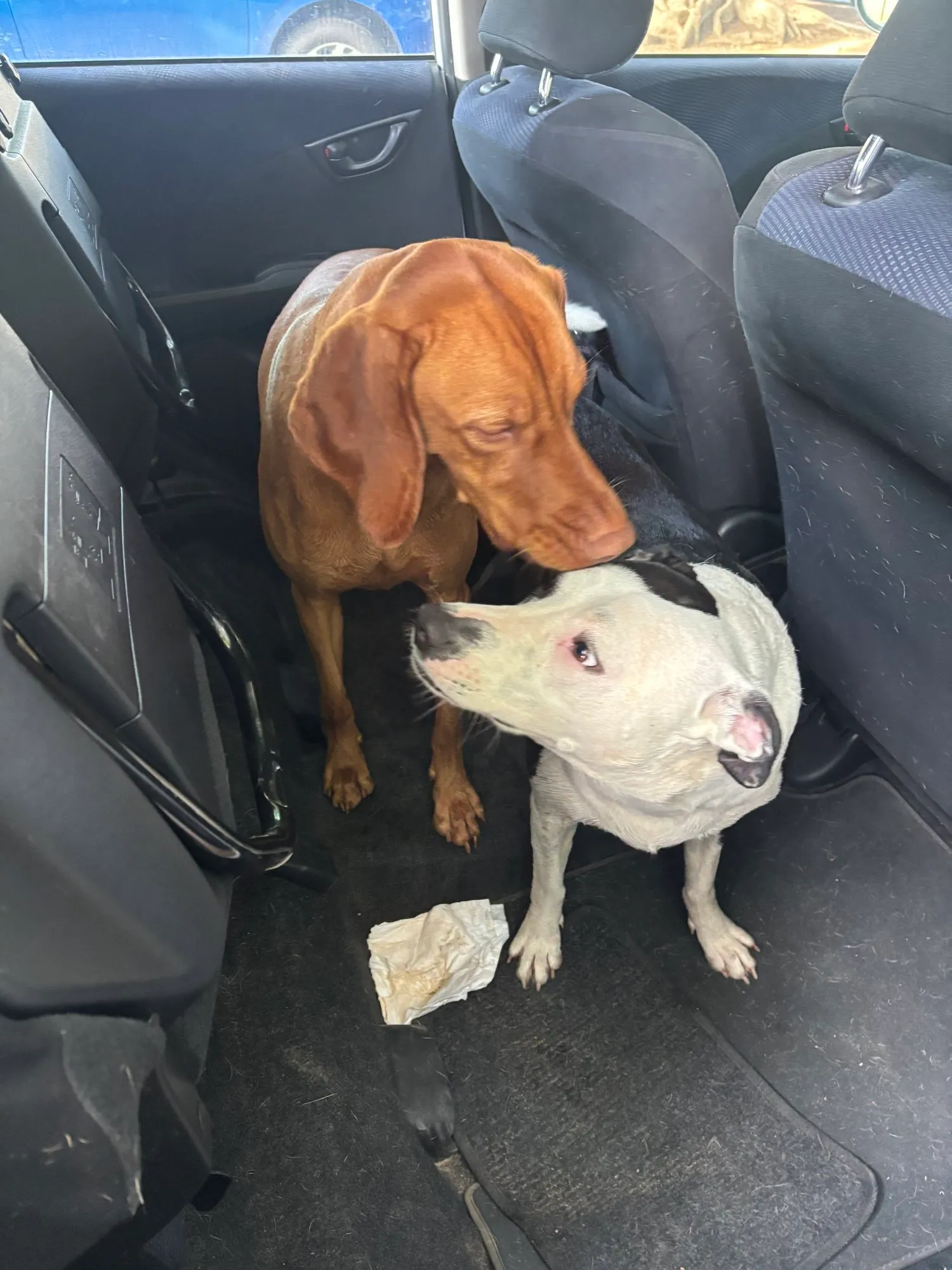 A memorable moment with a pet in our care (116)