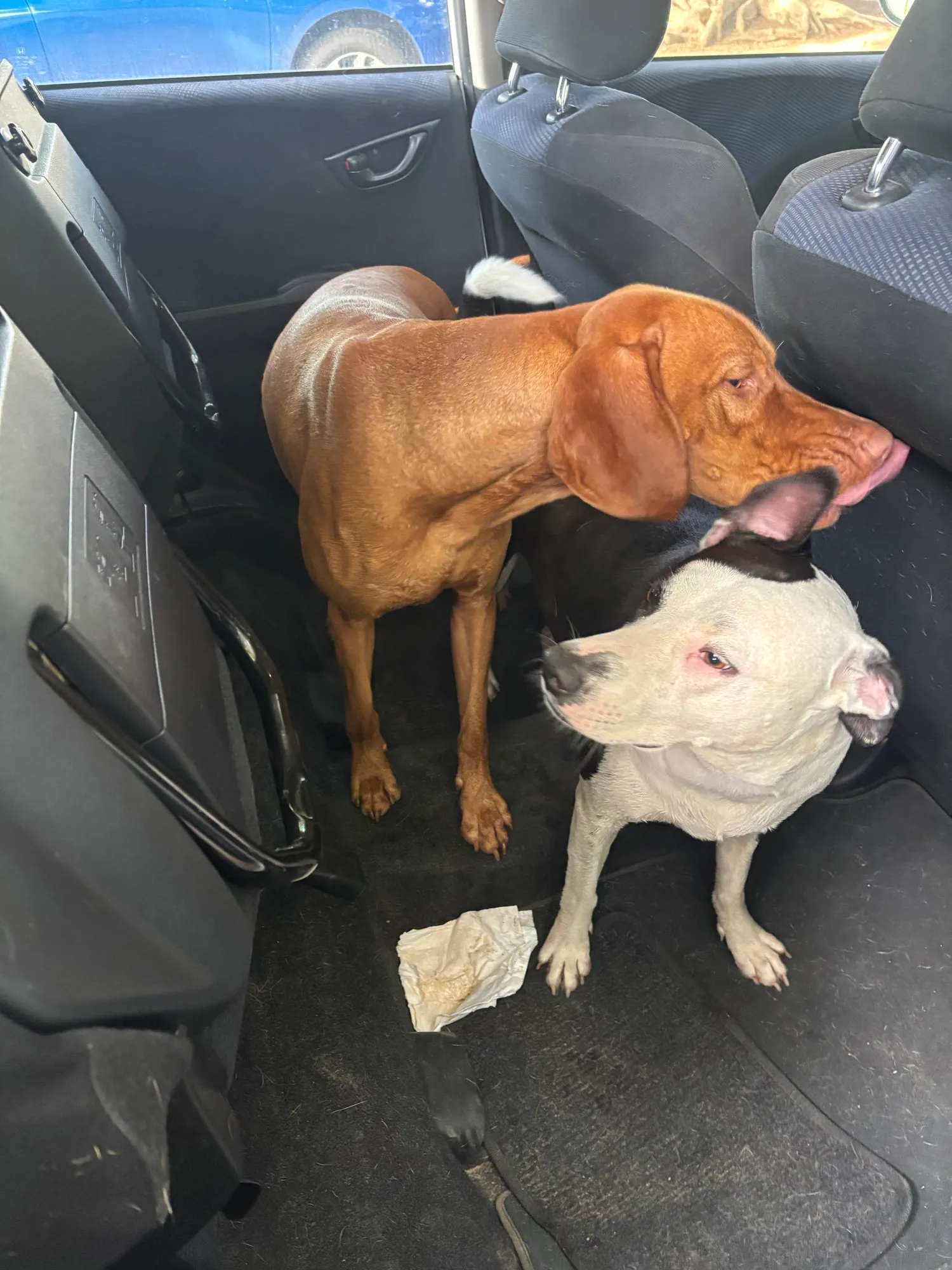 A memorable moment with a pet in our care (117)