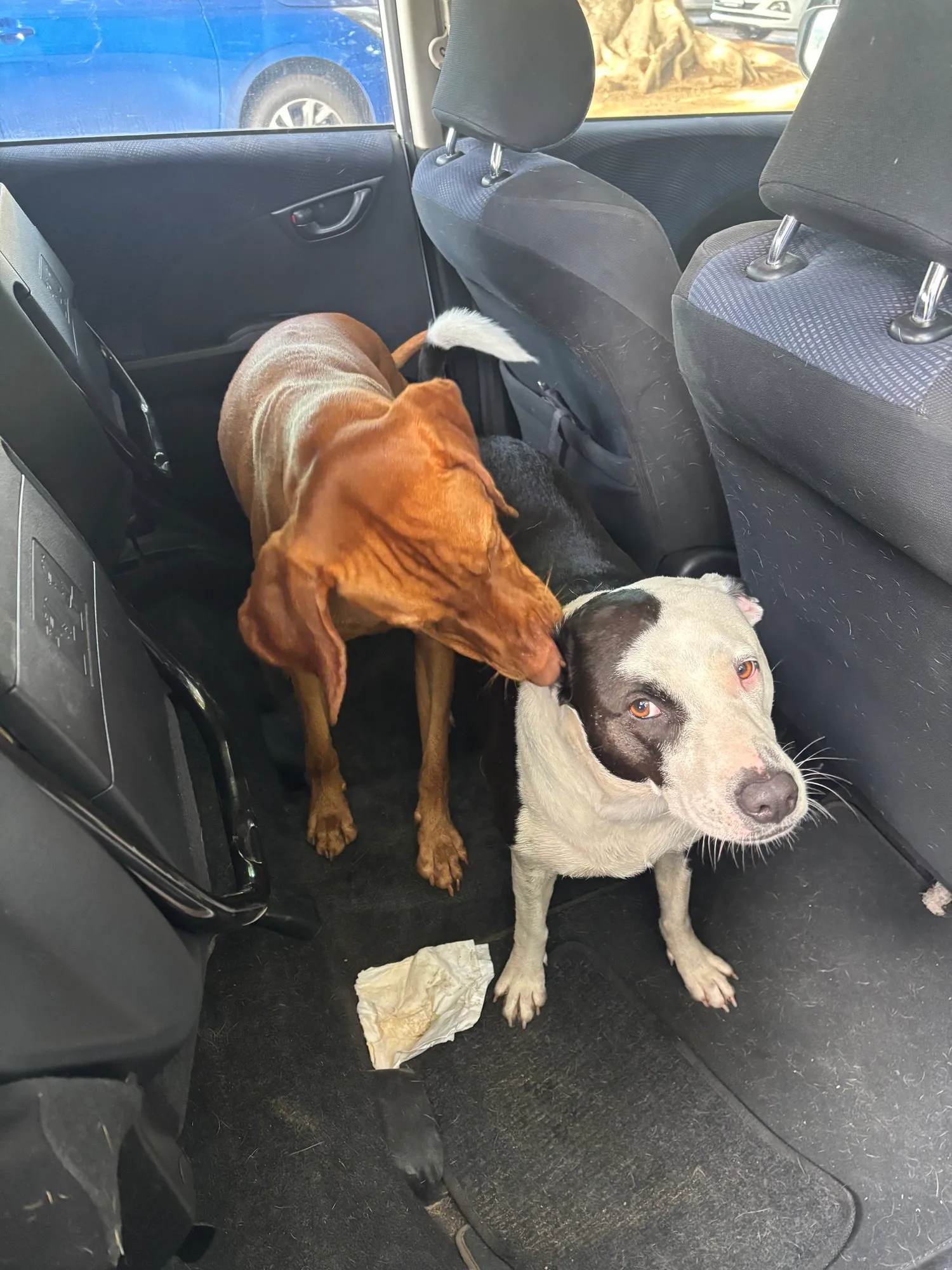 A memorable moment with a pet in our care (118)