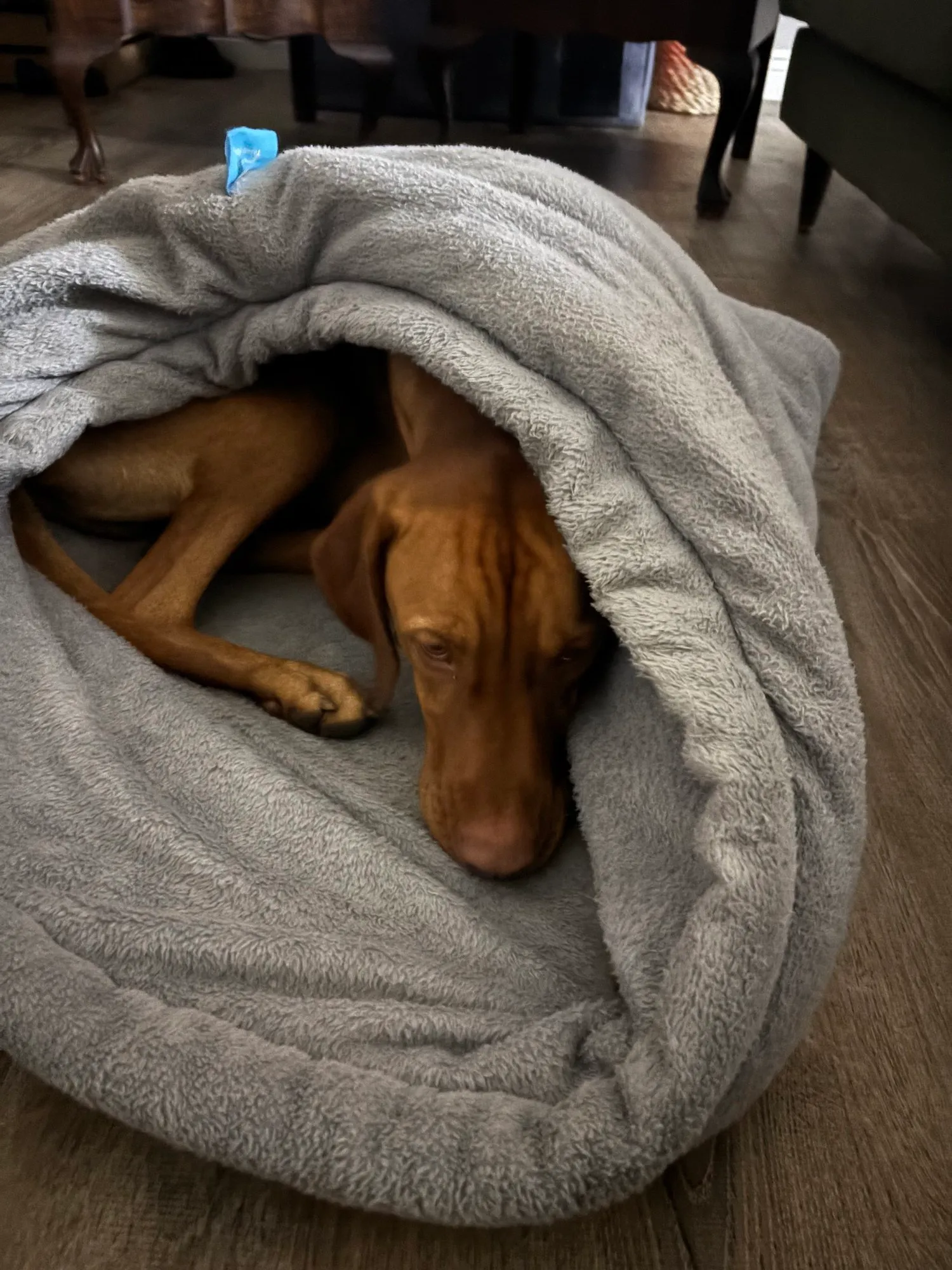 A memorable moment with a pet in our care (119)