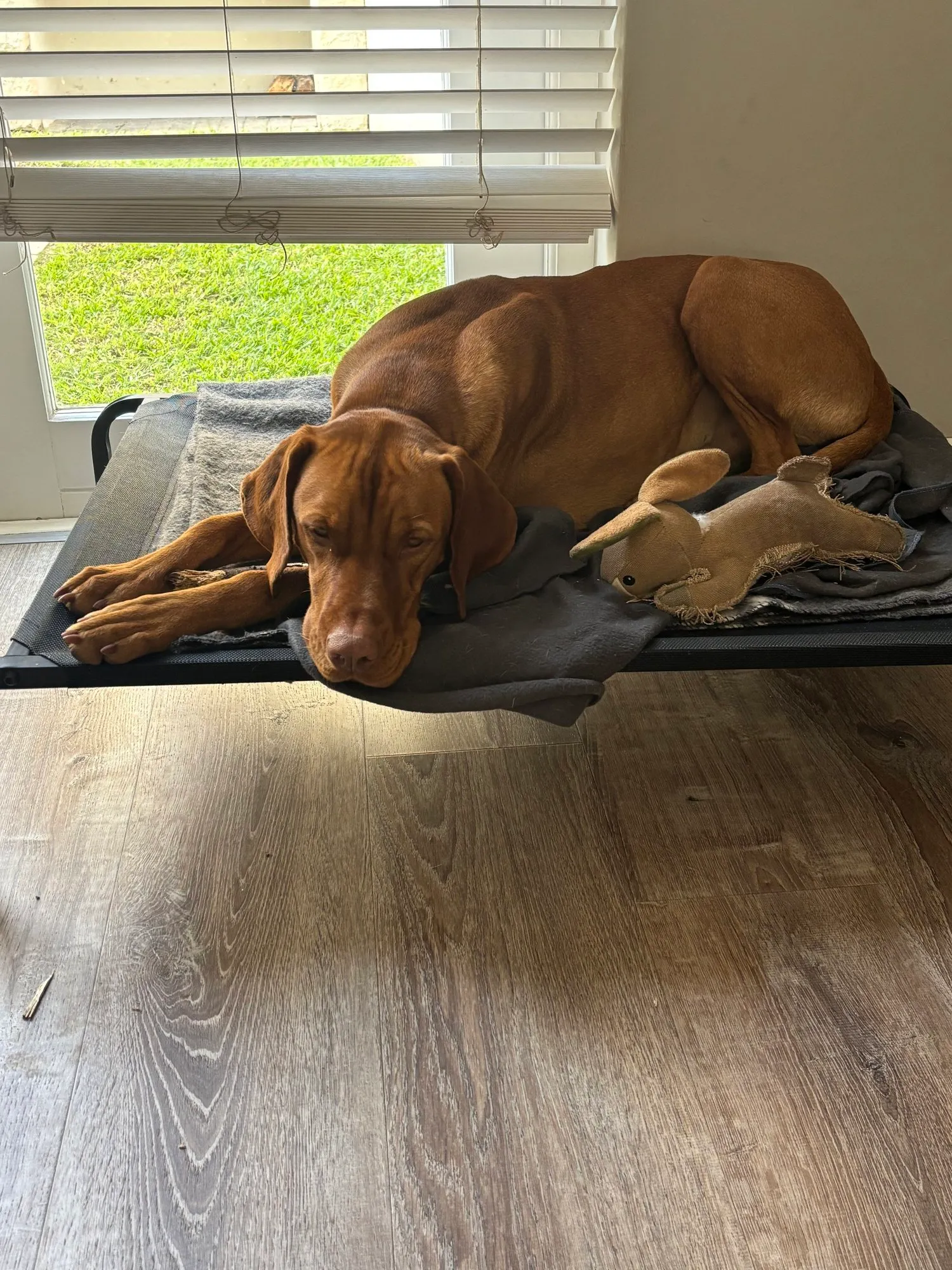 A memorable moment with a pet in our care (121)