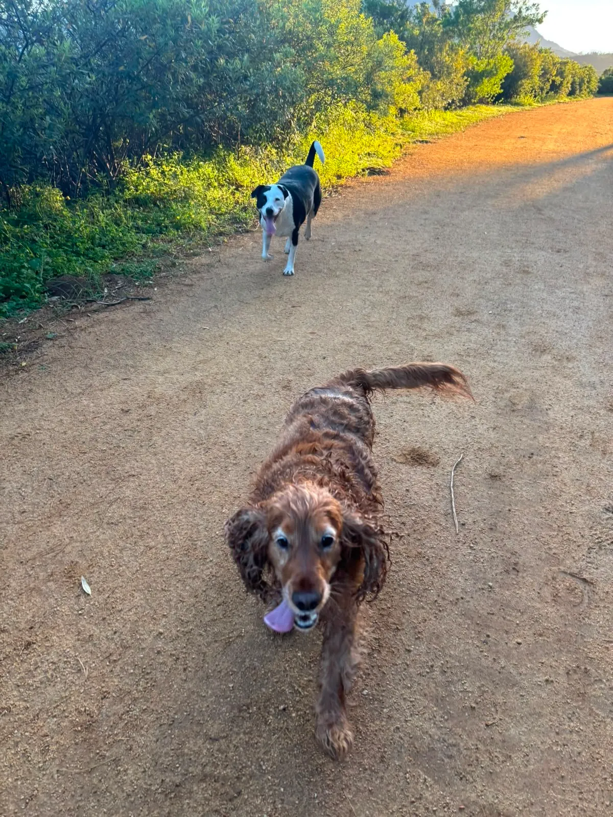 A memorable moment with a pet in our care (122)