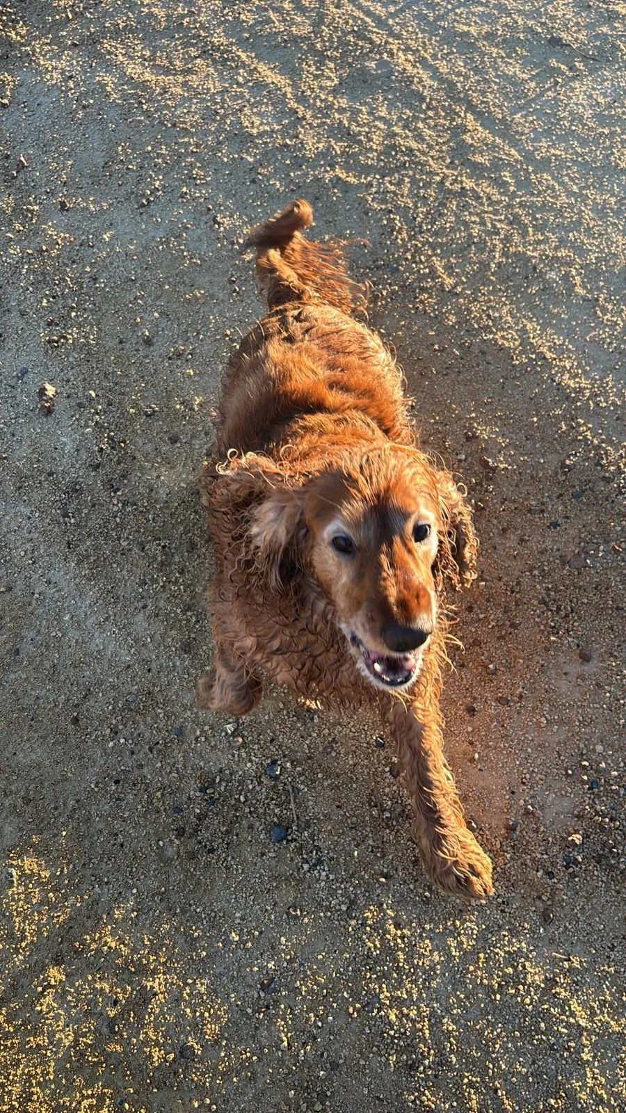 A memorable moment with a pet in our care (124)