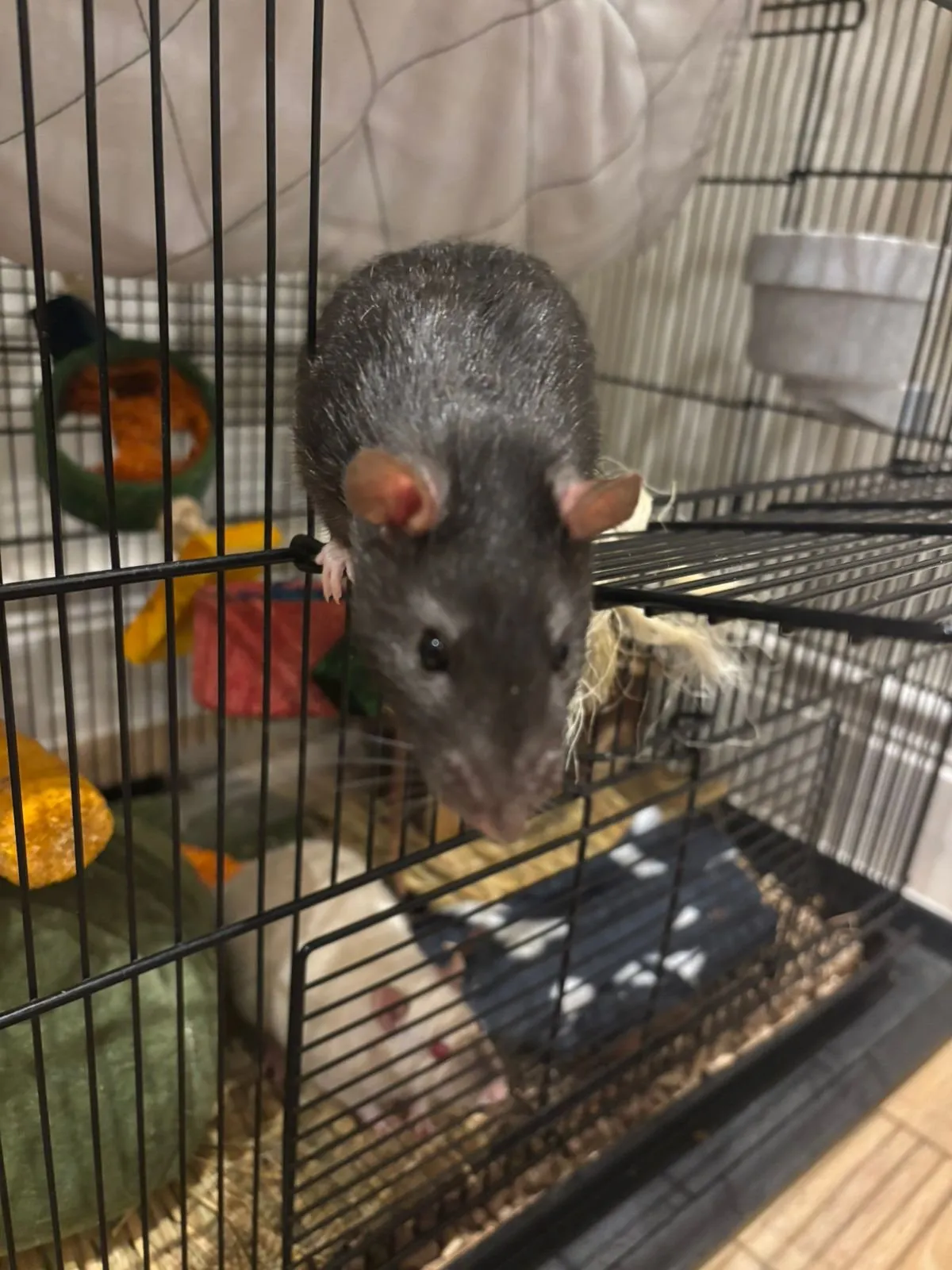 A memorable moment with a pet in our care (125)