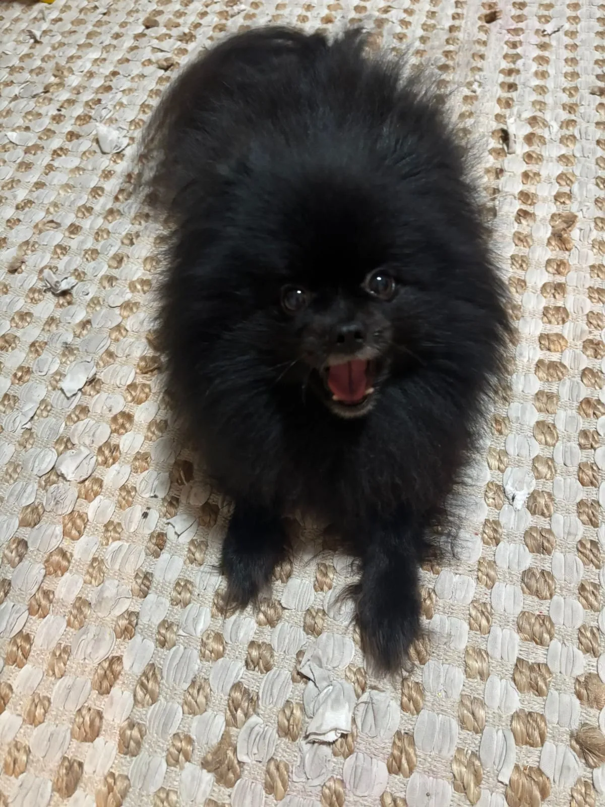 A memorable moment with a pet in our care (126)