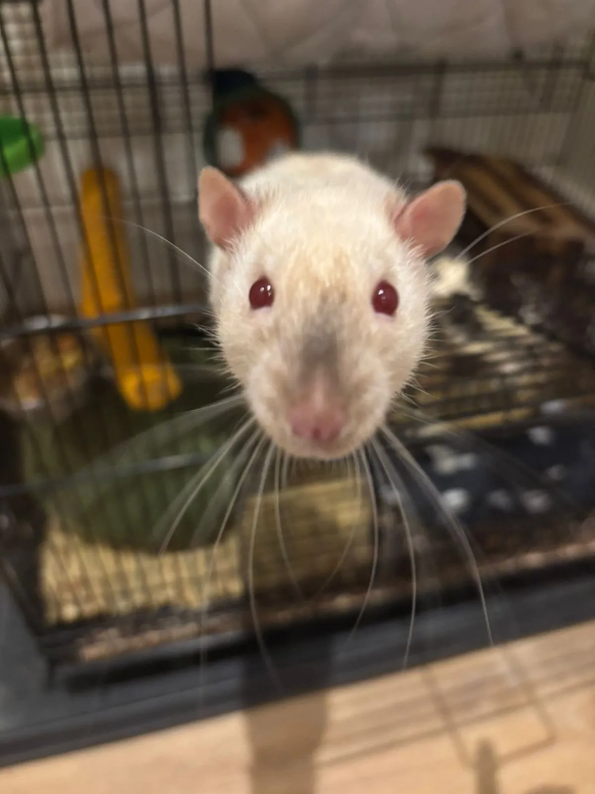 A memorable moment with a pet in our care (127)