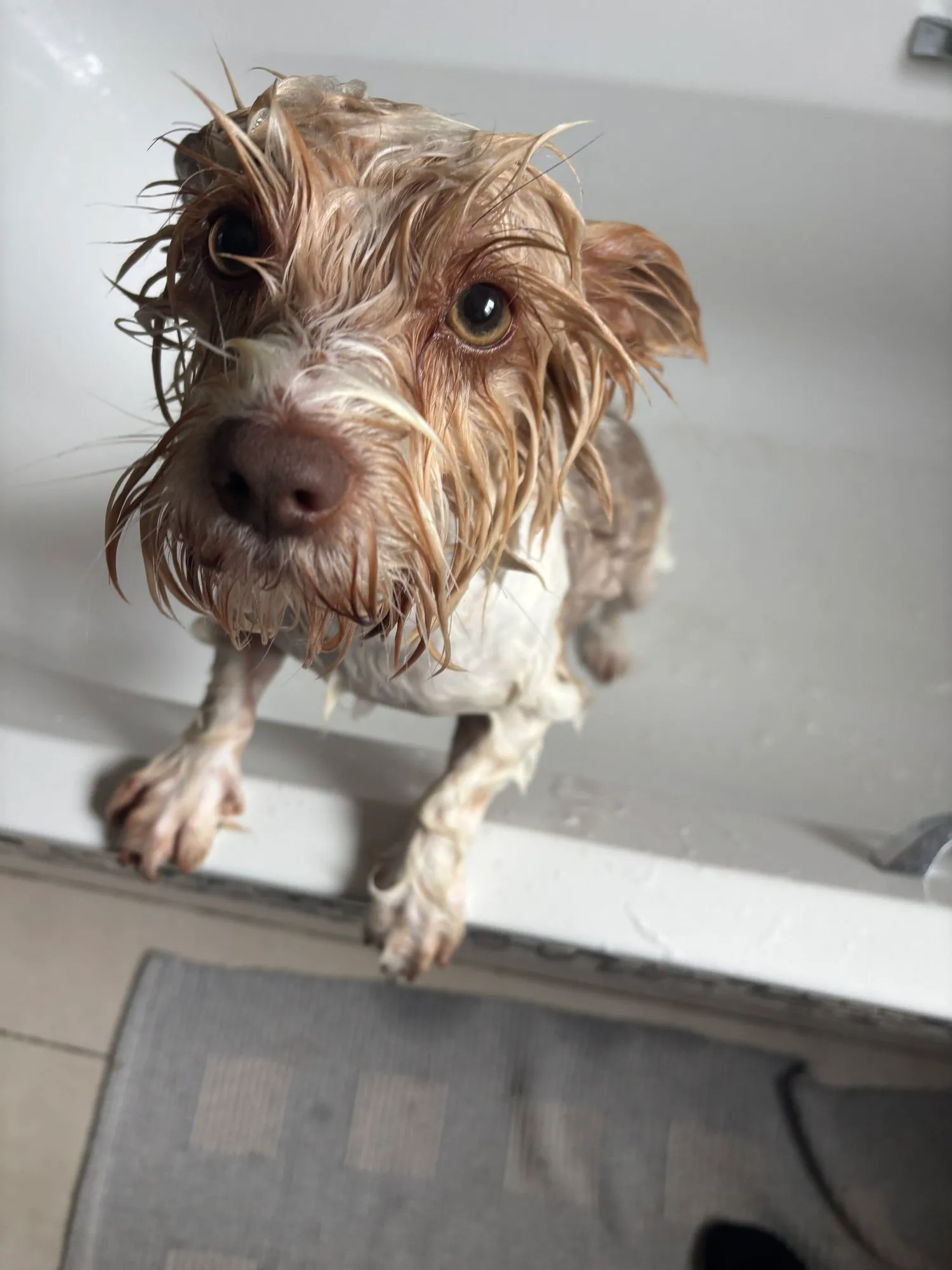 A memorable moment with a pet in our care (128)
