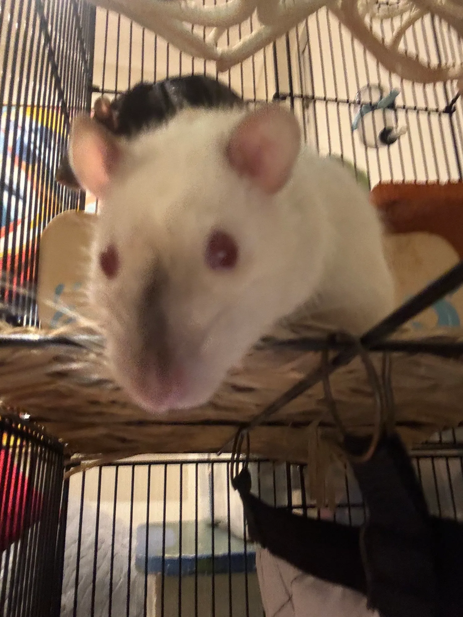 A memorable moment with a pet in our care (129)