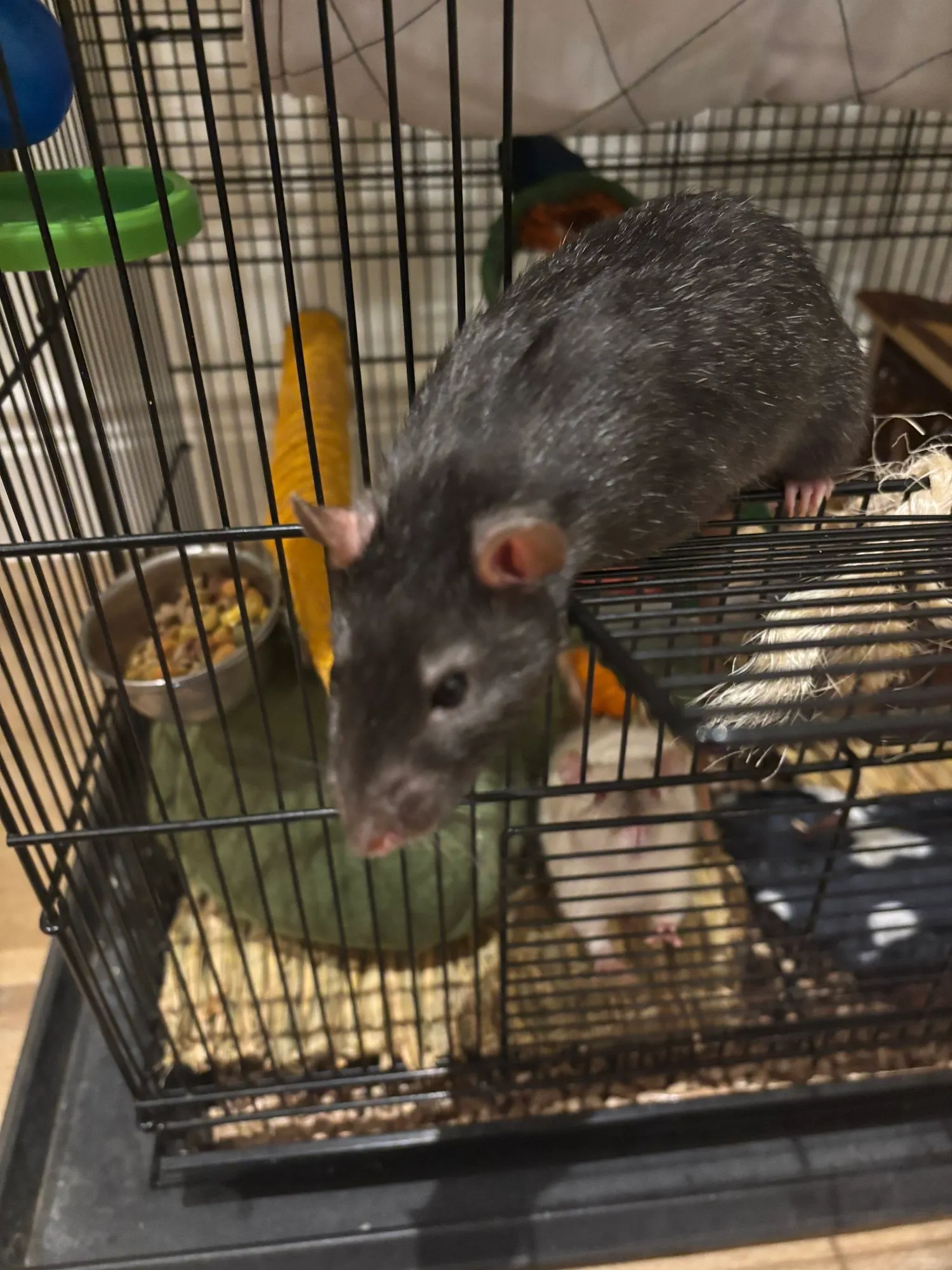 A memorable moment with a pet in our care (130)