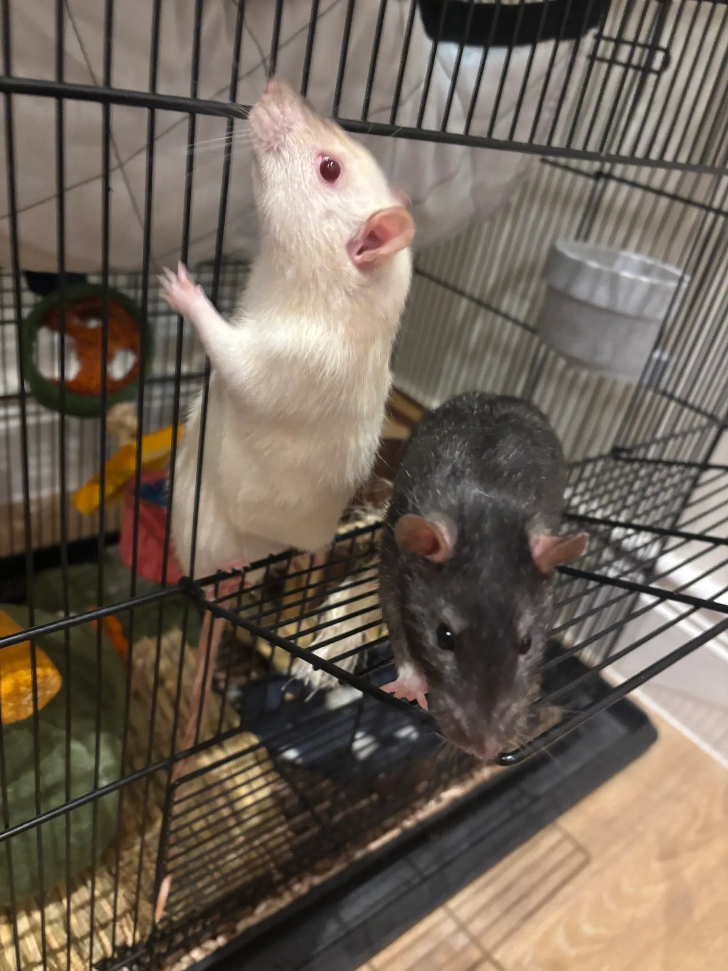 A memorable moment with a pet in our care (131)