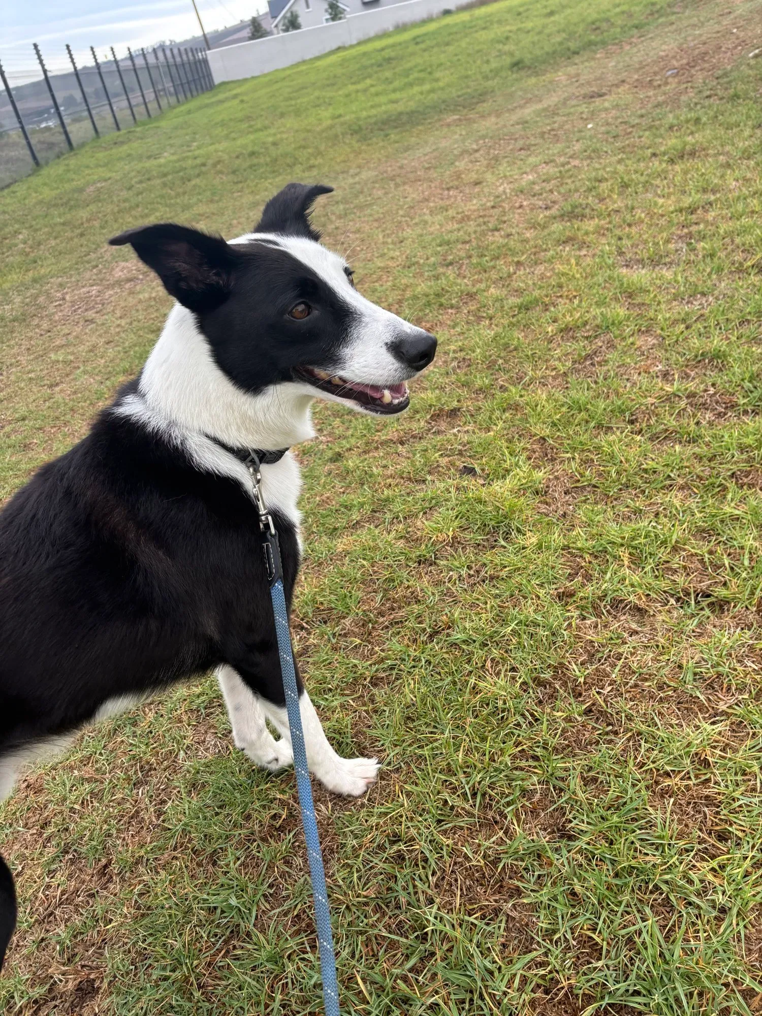 A memorable moment with a pet in our care (134)