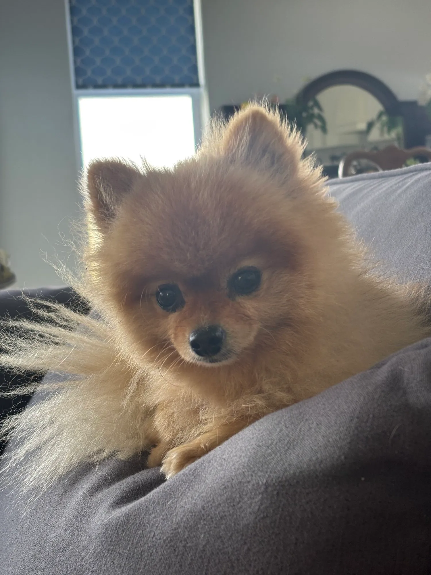 A memorable moment with a pet in our care (136)