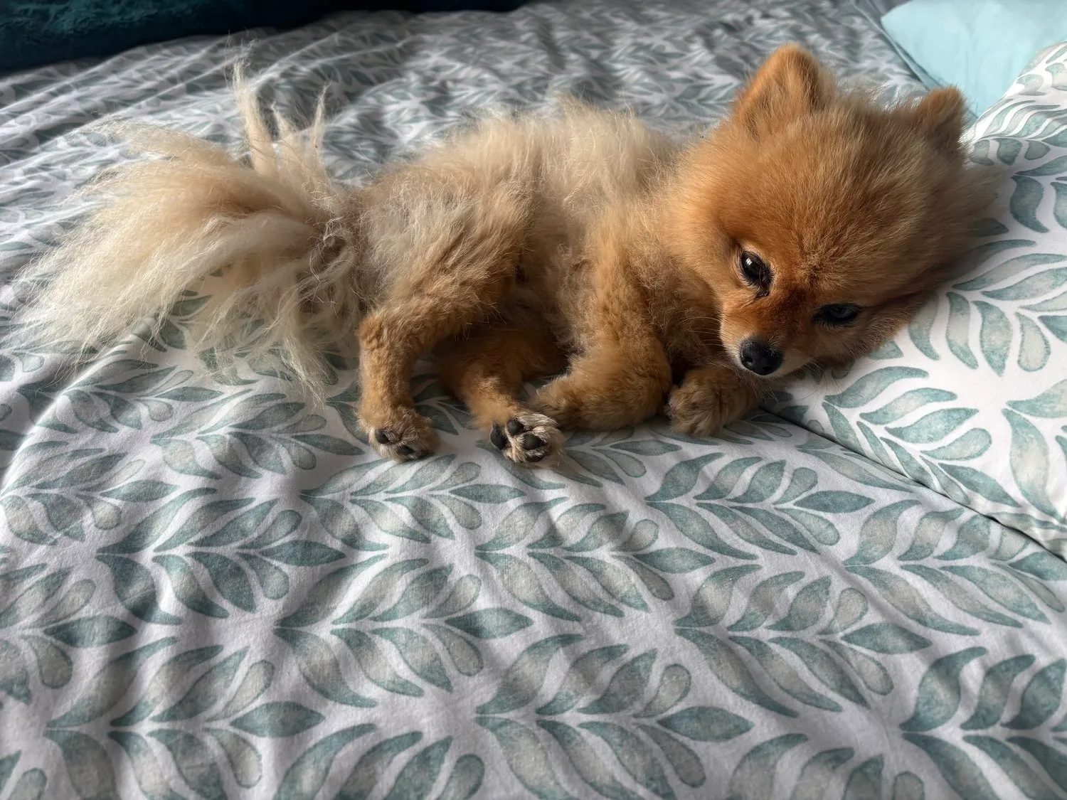 A memorable moment with a pet in our care (137)