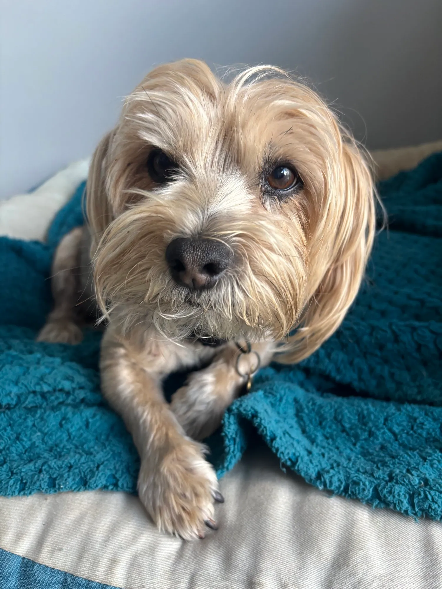 A memorable moment with a pet in our care (138)