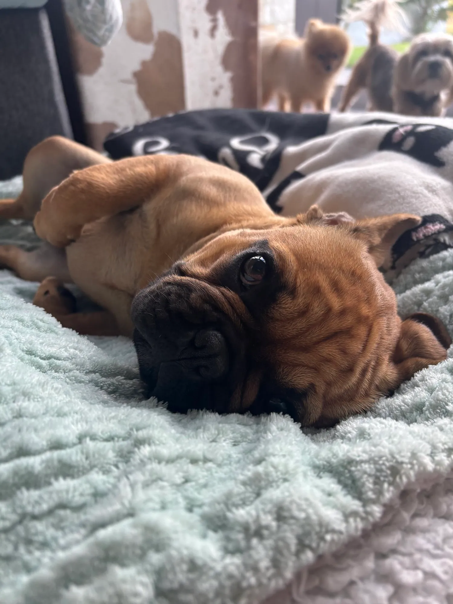 A memorable moment with a pet in our care (139)