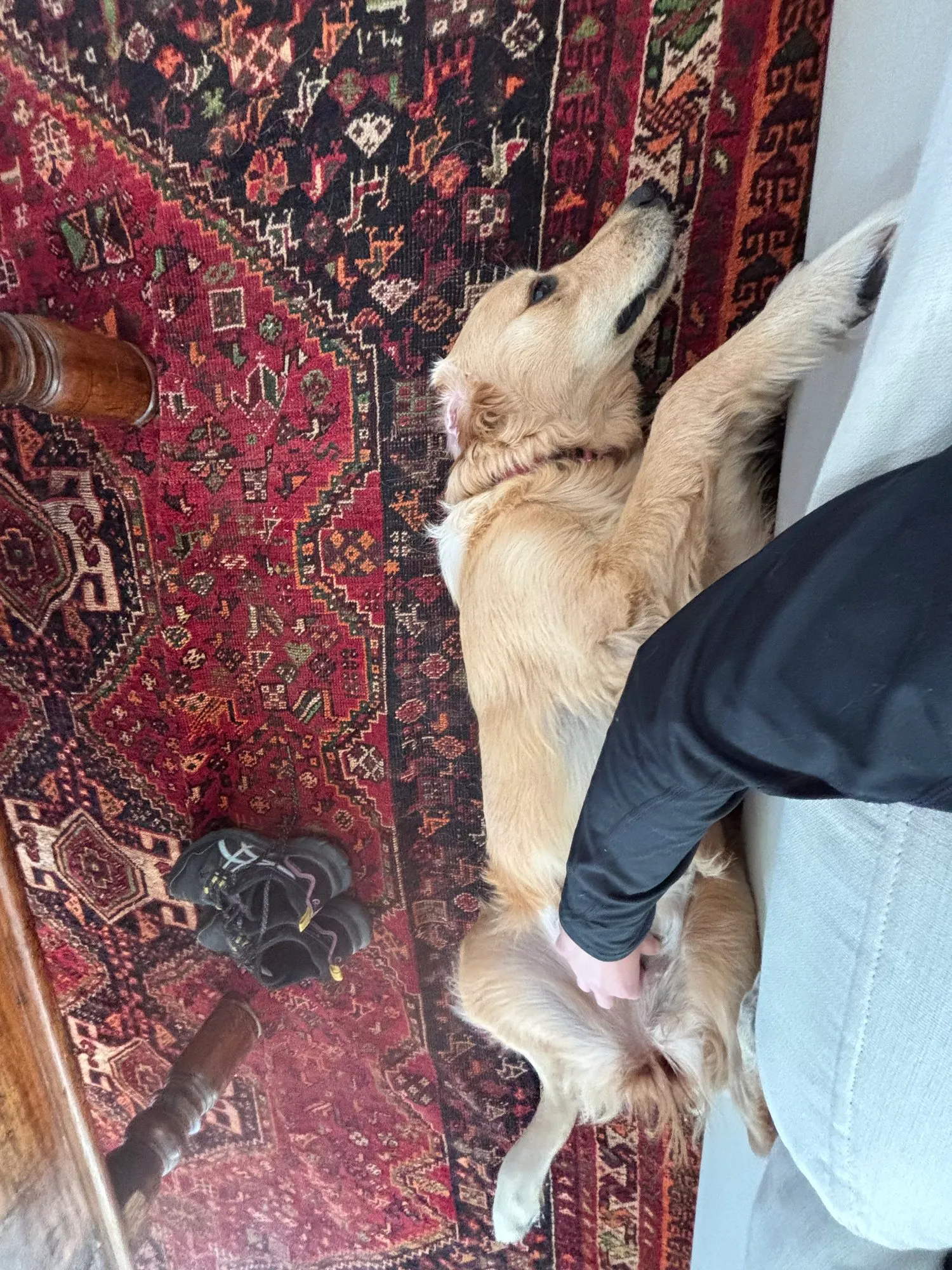 A memorable moment with a pet in our care (141)