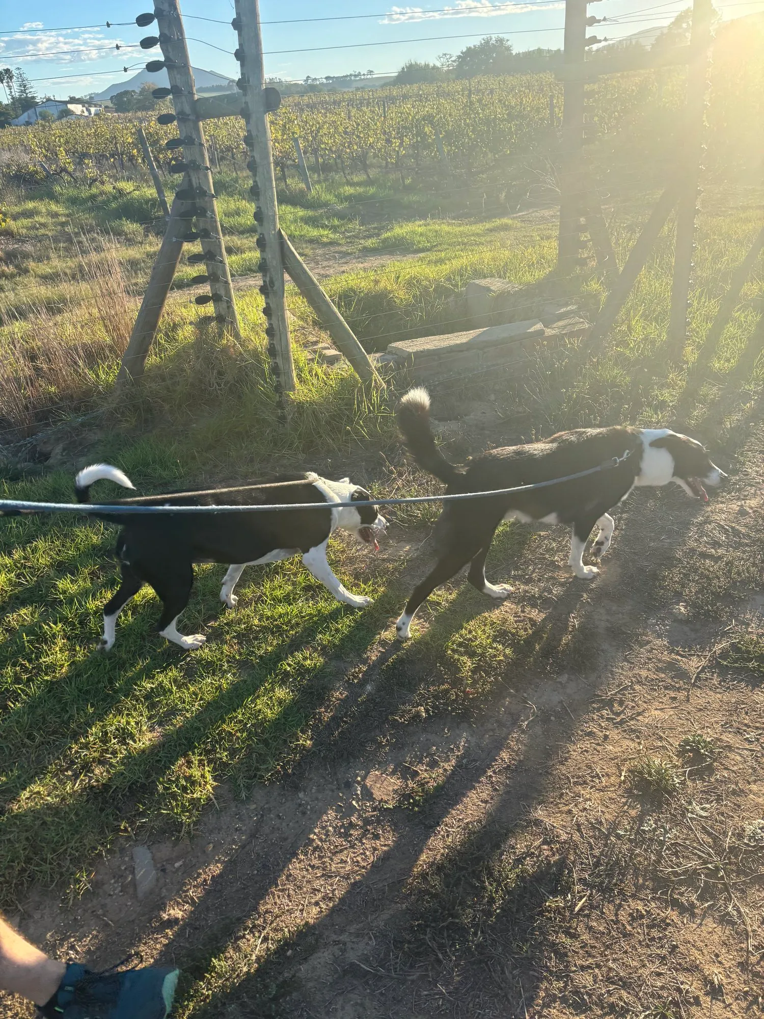 A memorable moment with a pet in our care (144)