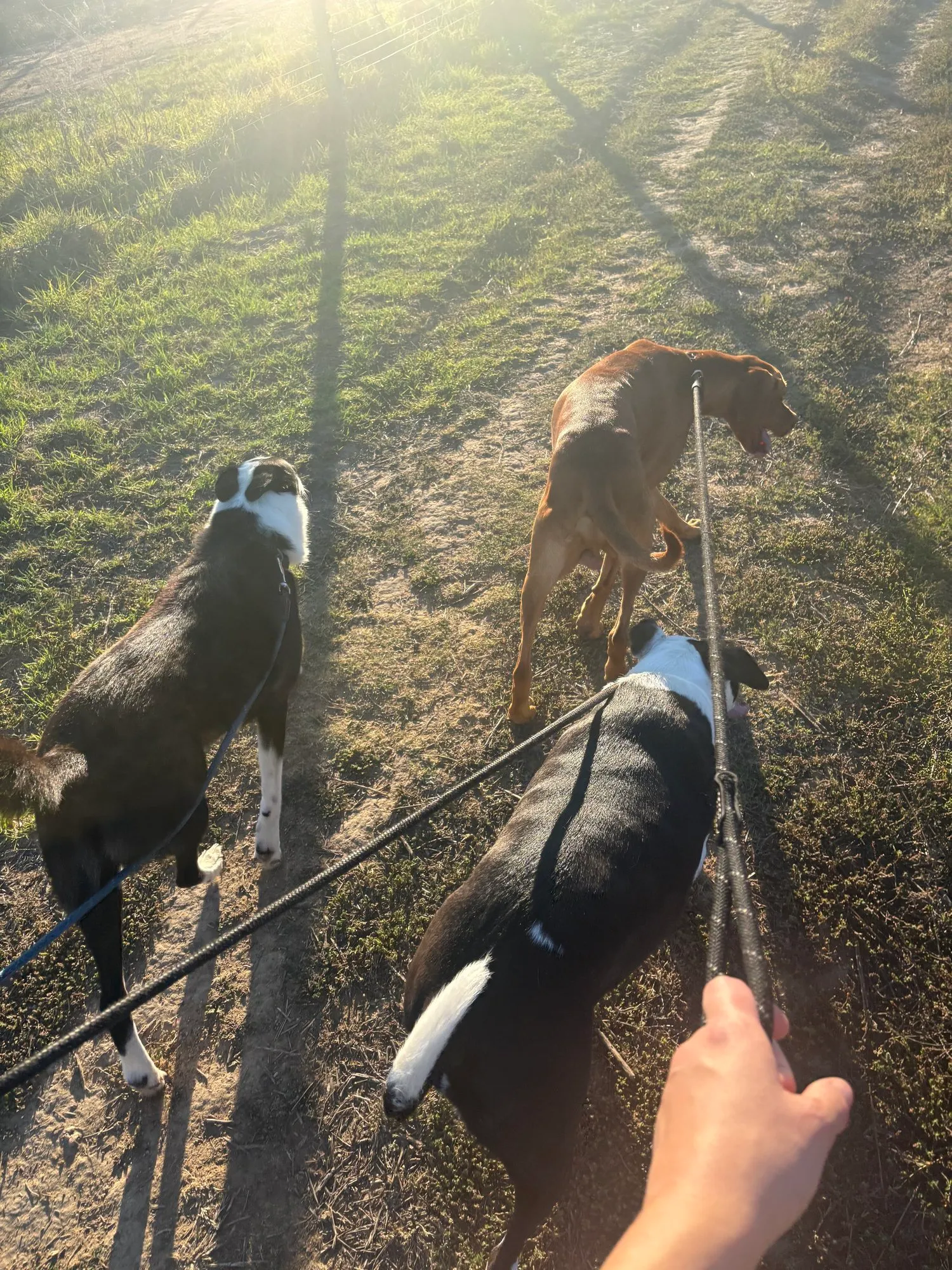 A memorable moment with a pet in our care (145)