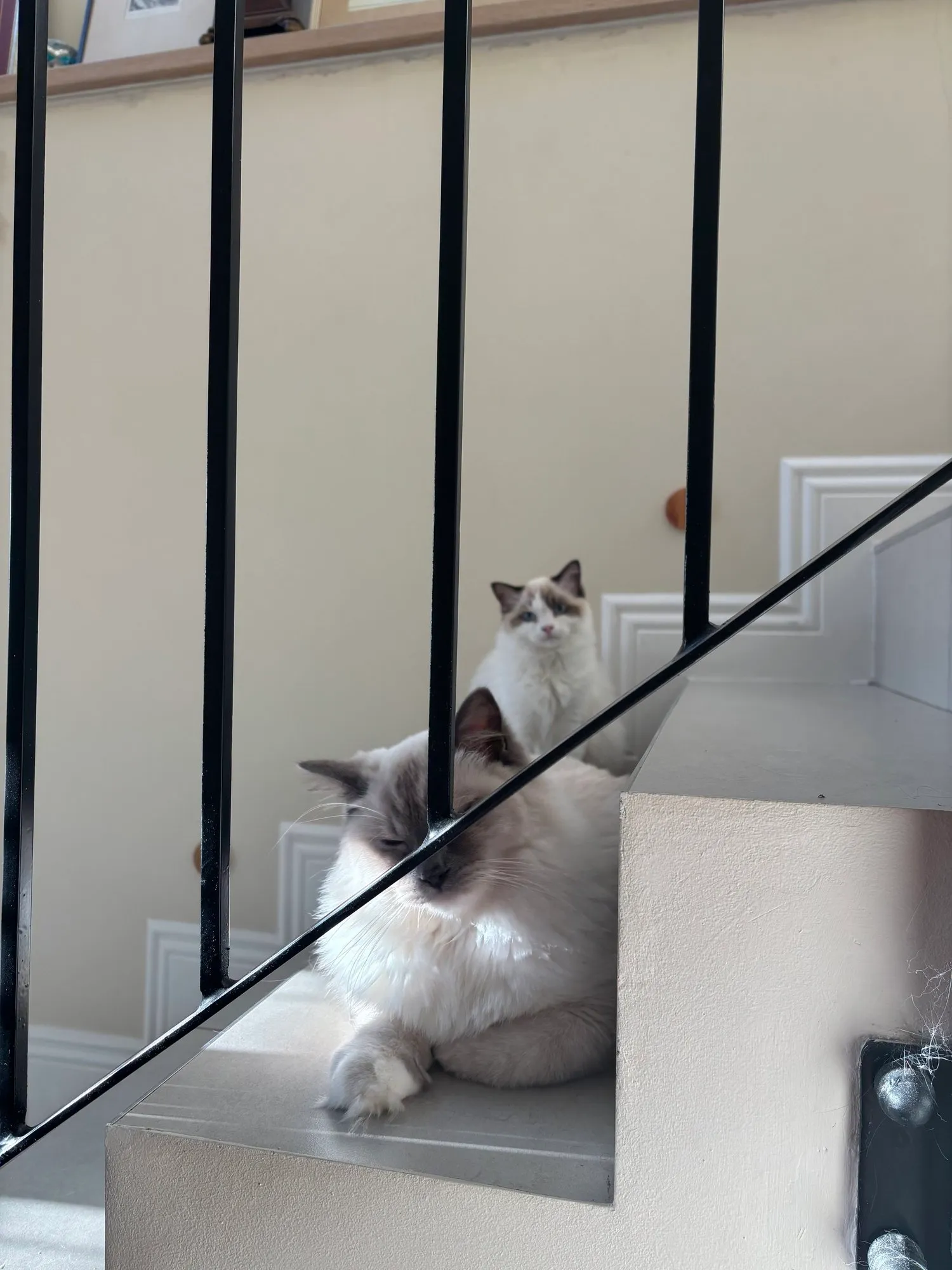 A memorable moment with a pet in our care (146)