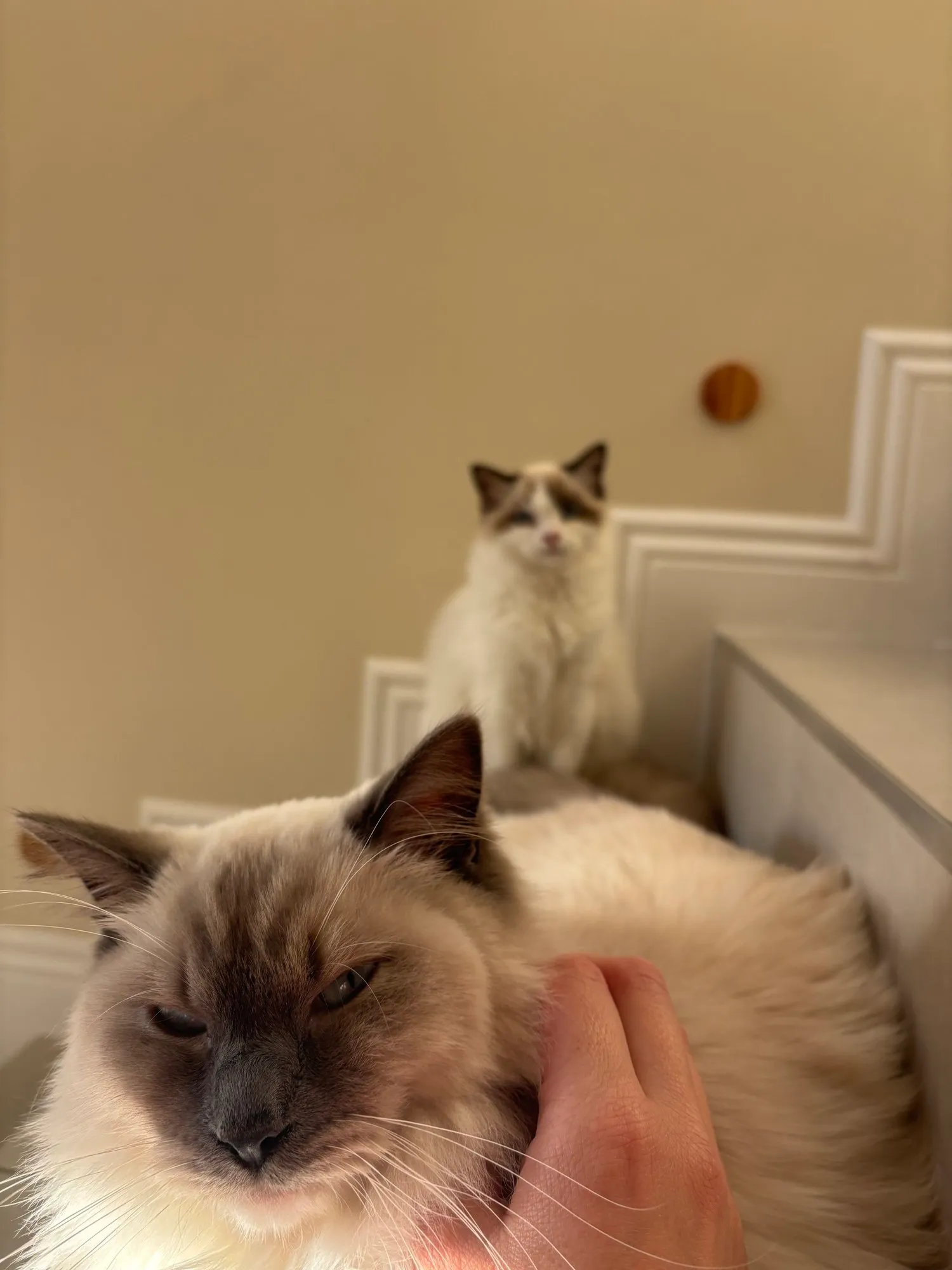 A memorable moment with a pet in our care (147)