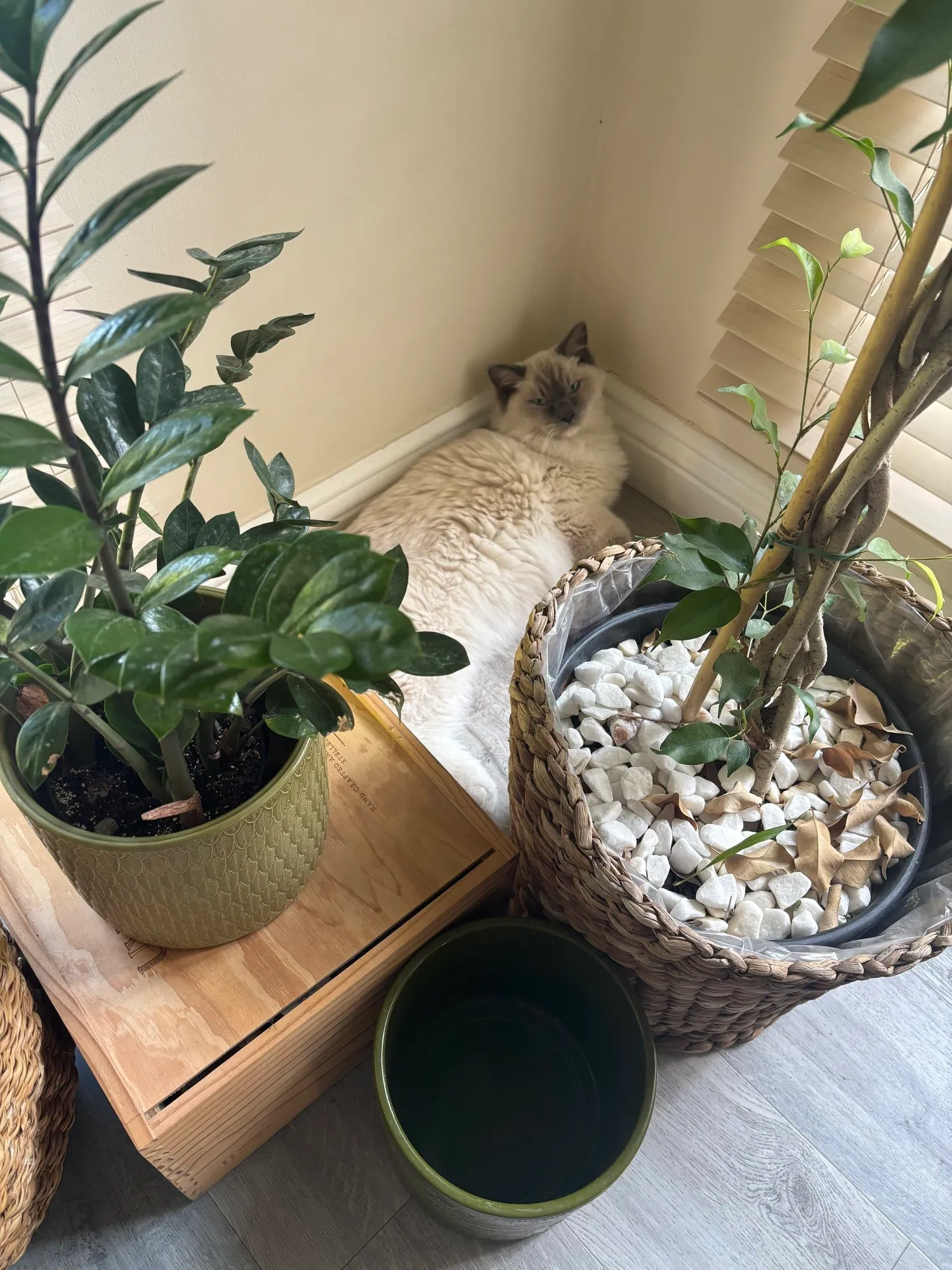 A memorable moment with a pet in our care (150)