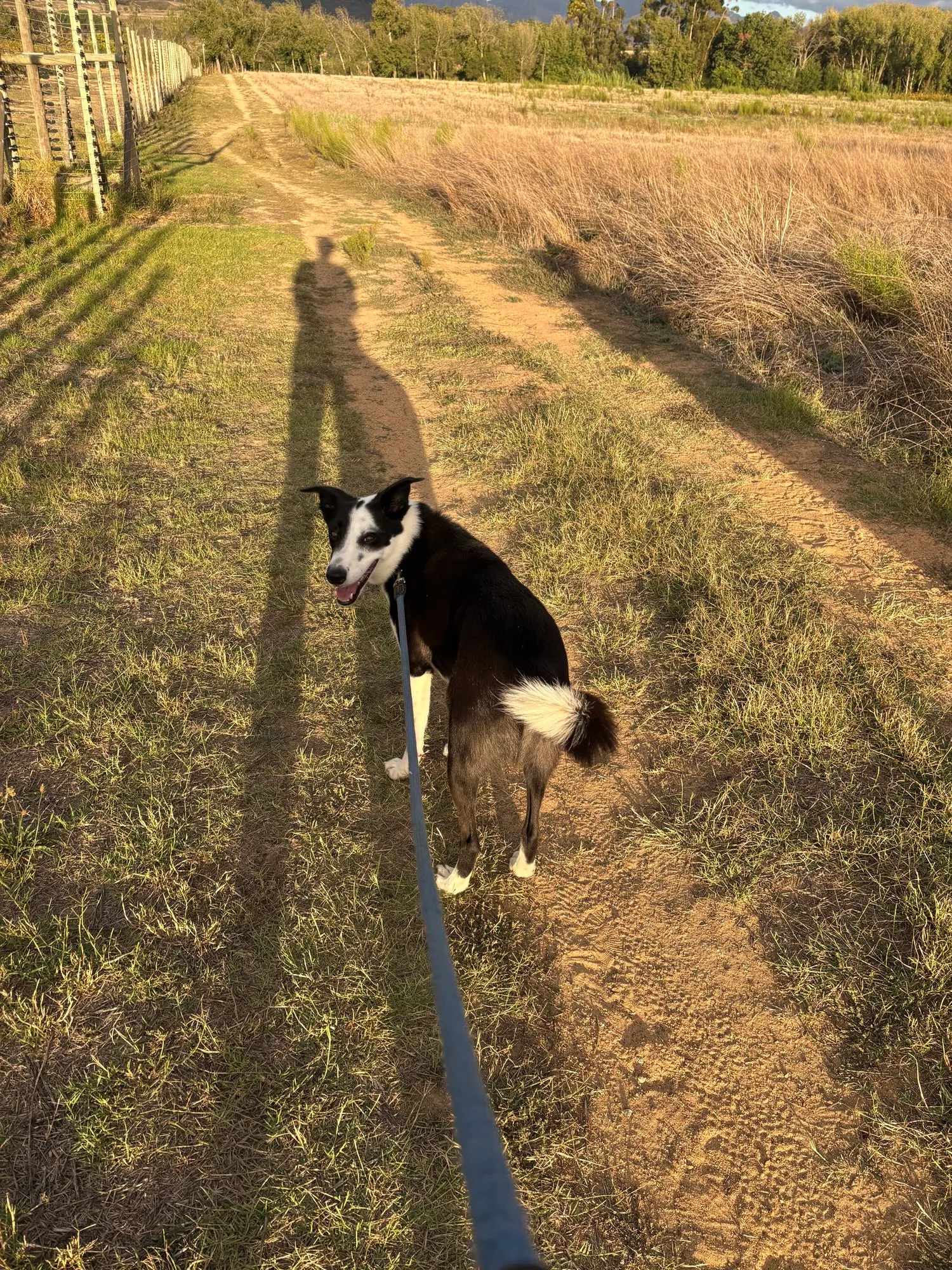 A memorable moment with a pet in our care (151)