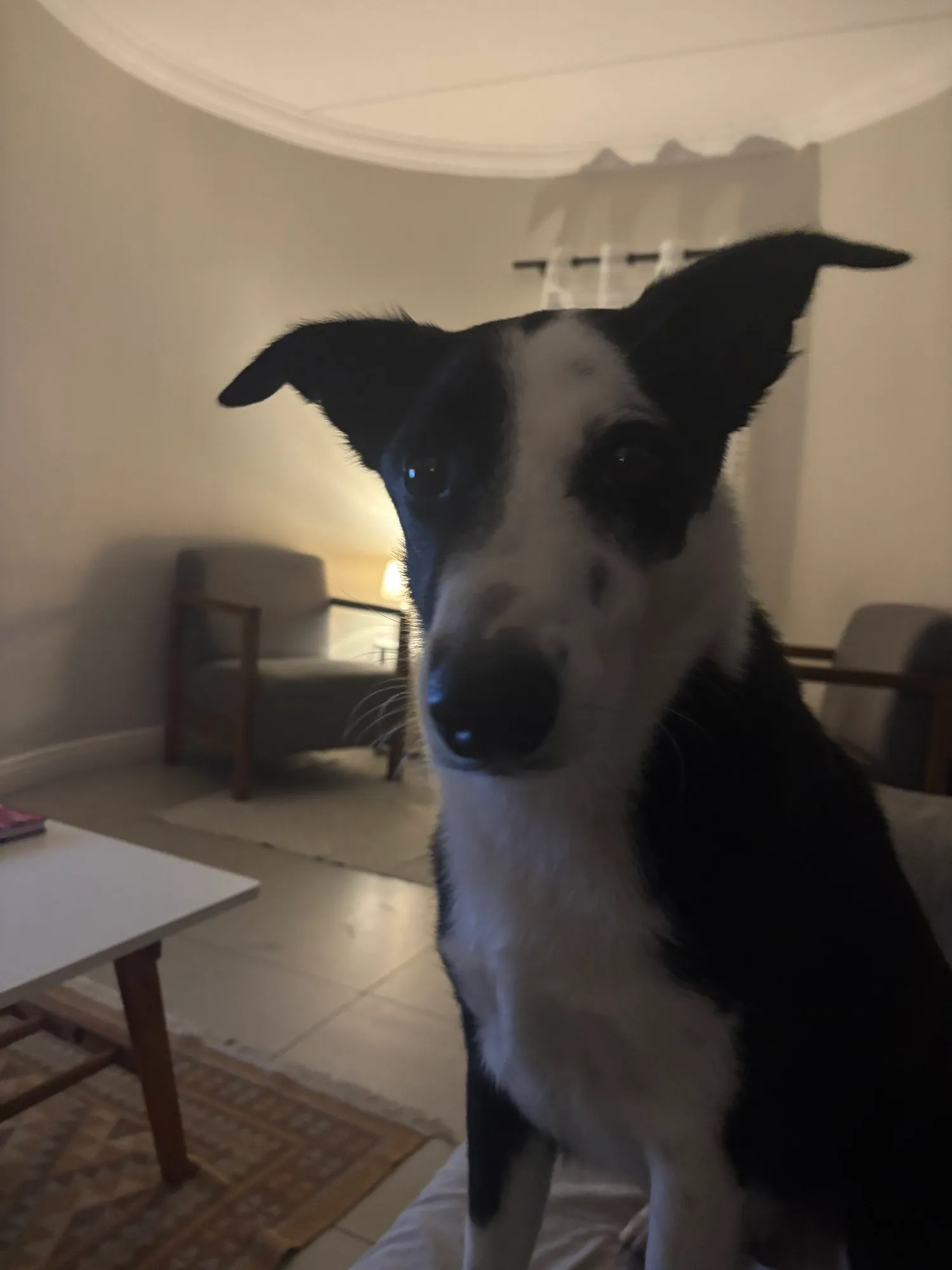 A memorable moment with a pet in our care (152)